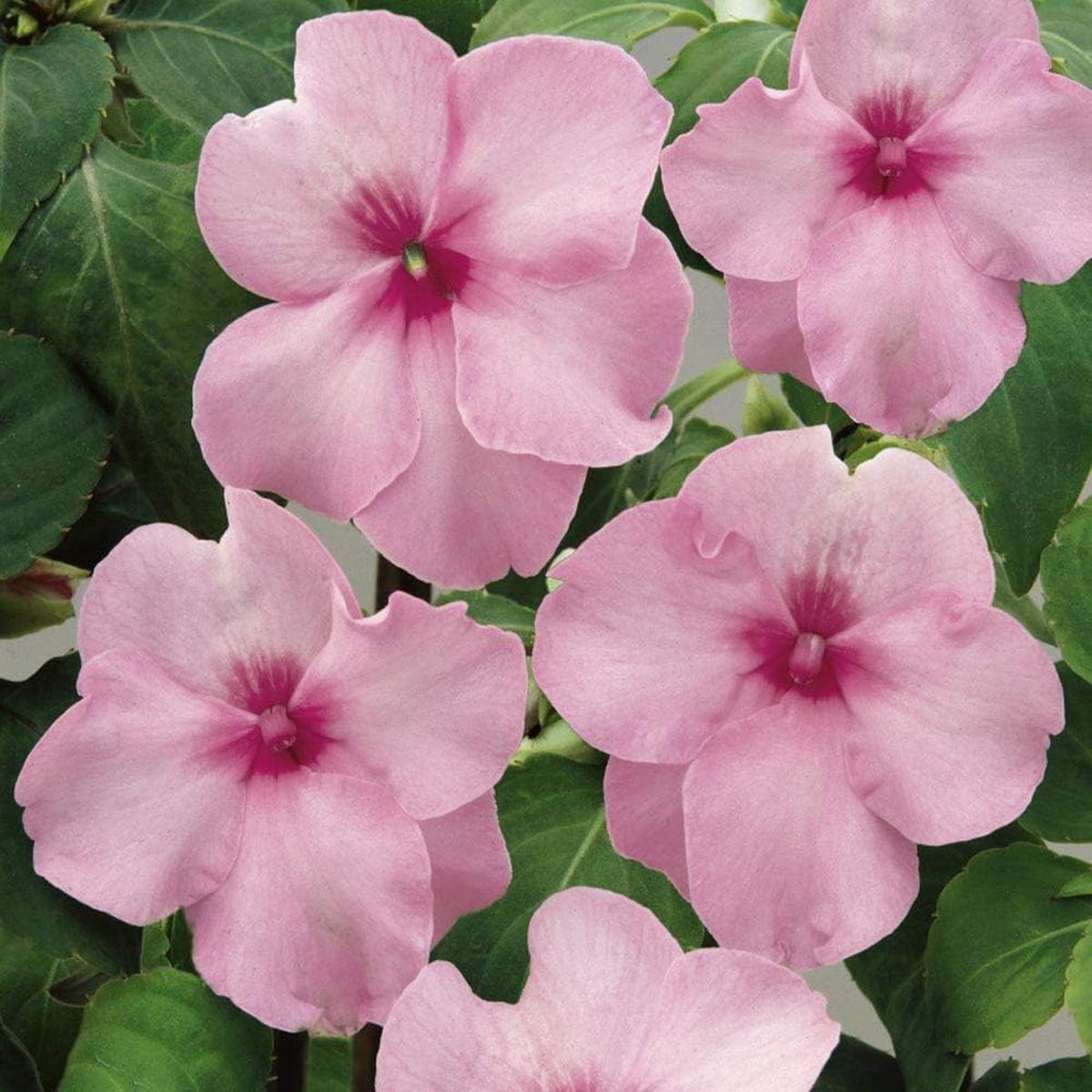 Pink Impatiens Flower Seeds for Planting  Organic, Heirloom, Non-GMO Shade Garden Seeds