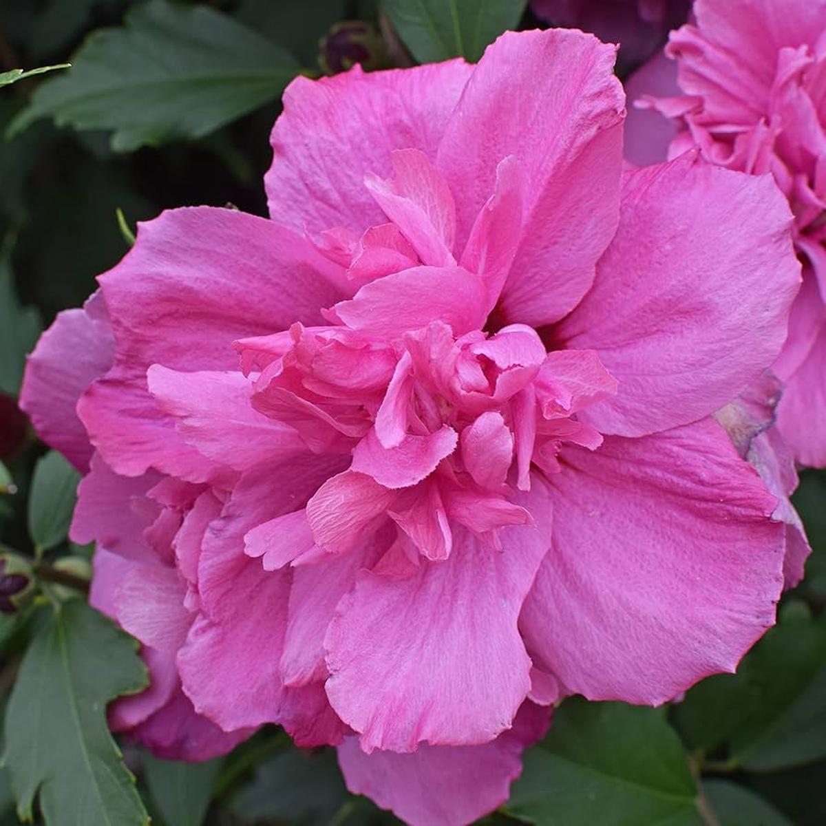 Pink Rose of Sharon Flower Seeds for Planting Heirloom, Non-GMO, Easy to Grow, Shrub