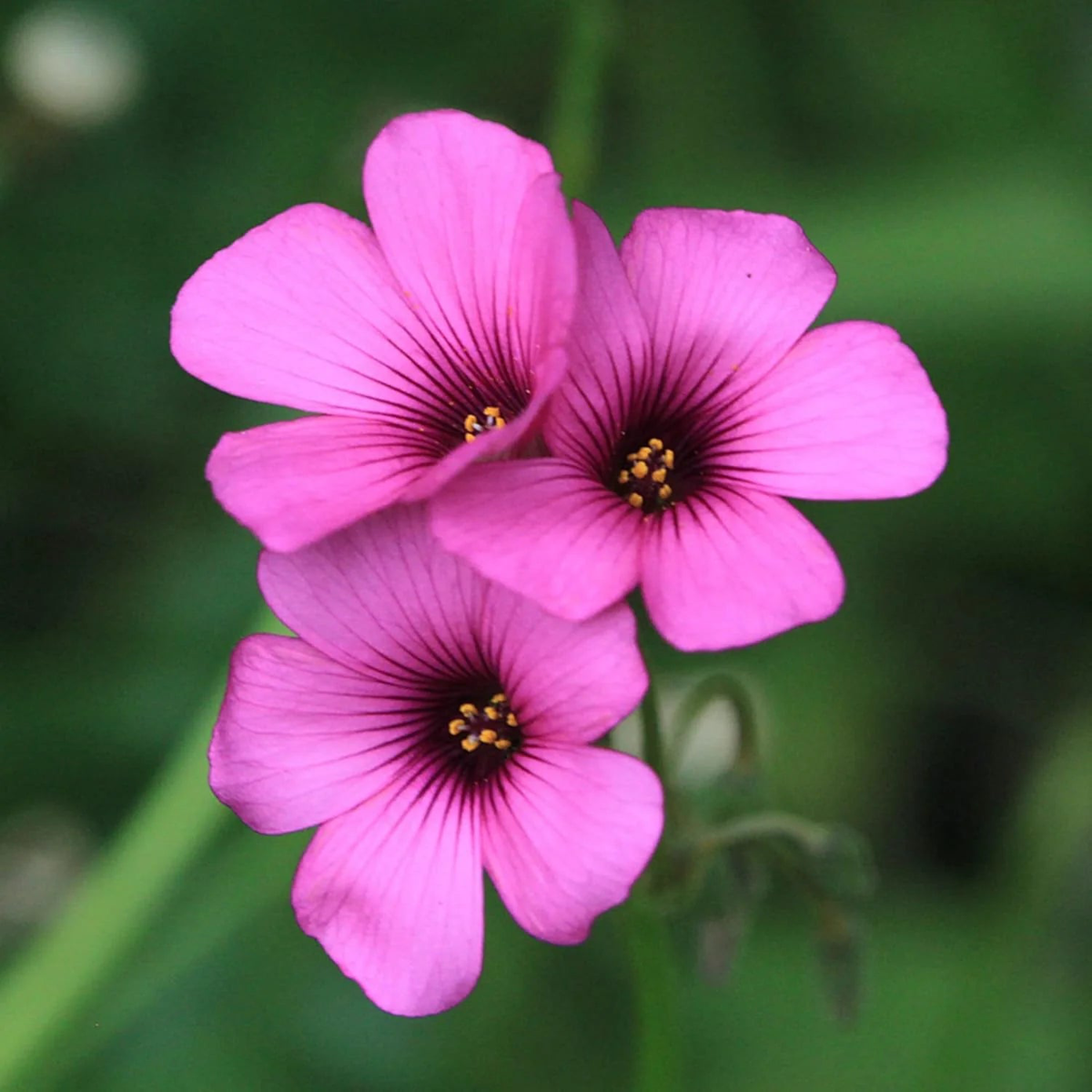 Pink Wood-Sorrel Flower Seeds for Planting  Heirloom, Non-GMO, Easy to Grow, Ground Cover