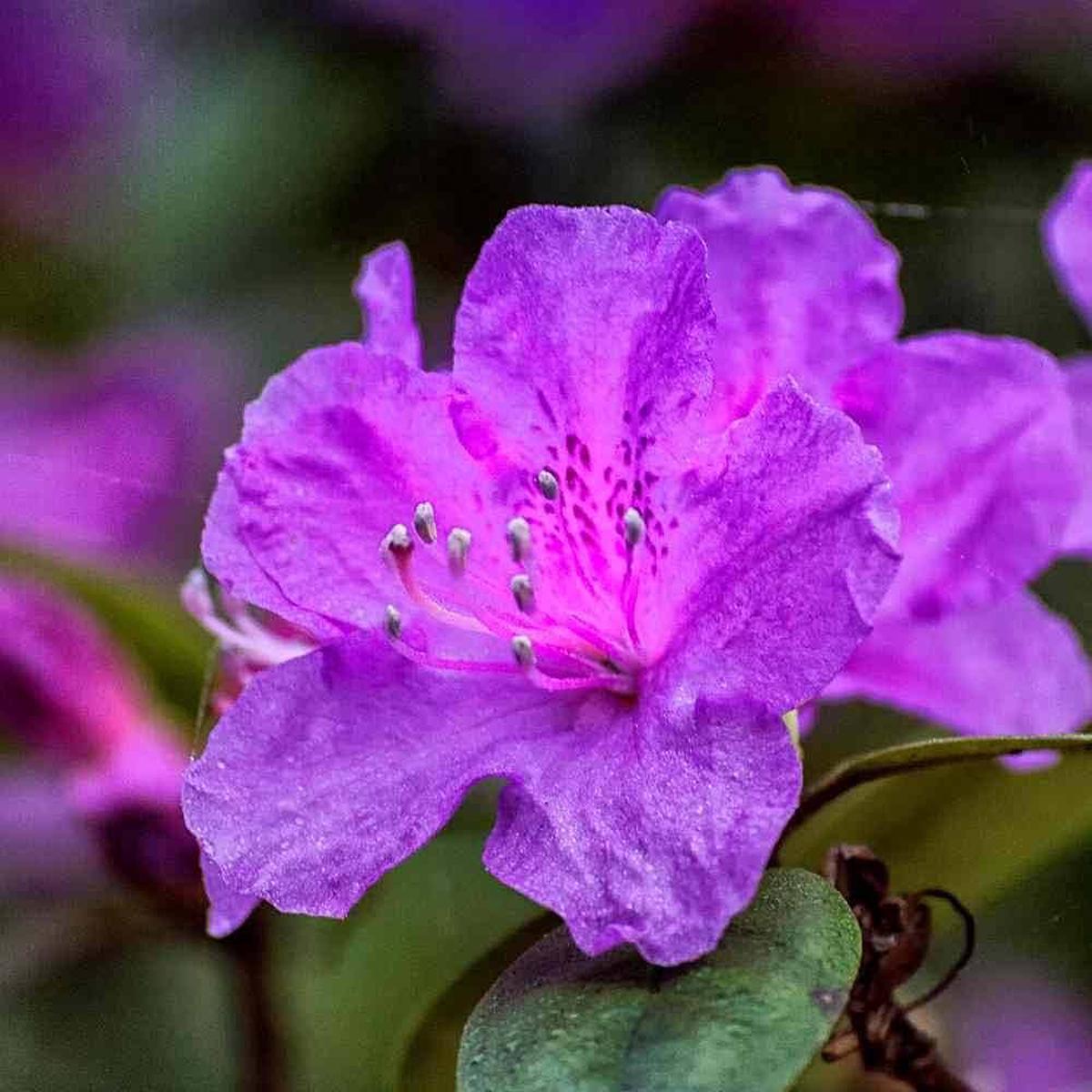 Purple Azaleas Flower Seeds for Planting  Heirloom Non-GMO, High Germination Organic Garden Seeds