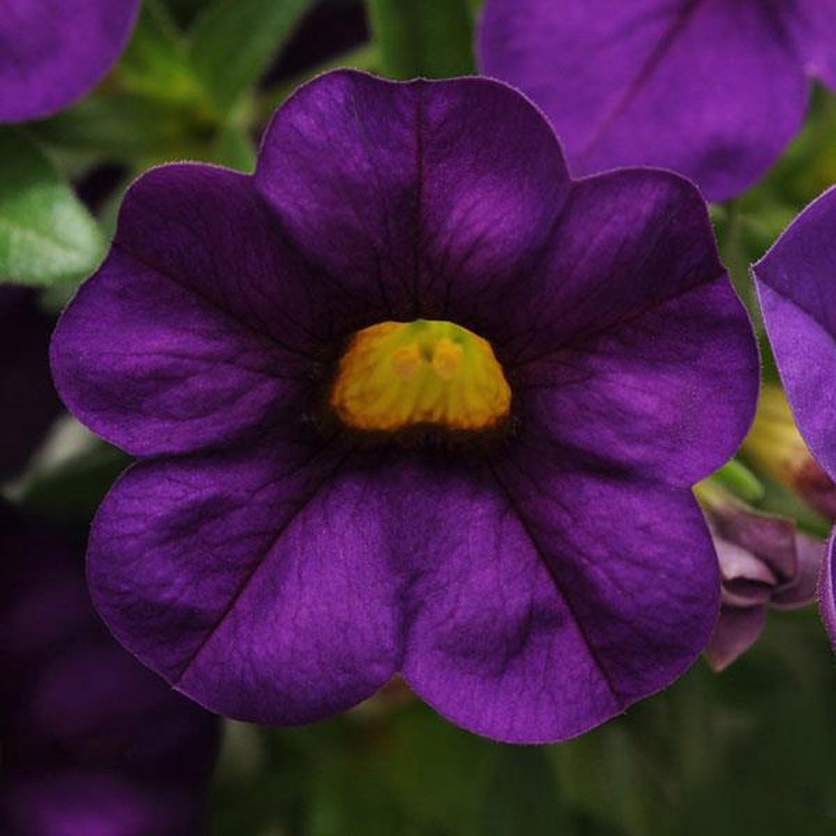 Purple Calibrachoa Flower Seeds for Planting Heirloom, Non-GMO, High Germination Organic Garden Seeds