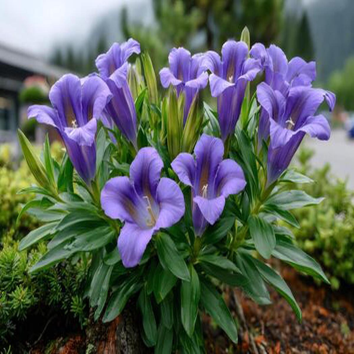 Purple Gentian Flower Seeds for Planting  Heirloom, Non-GMO, Fragrant High Germination Variety