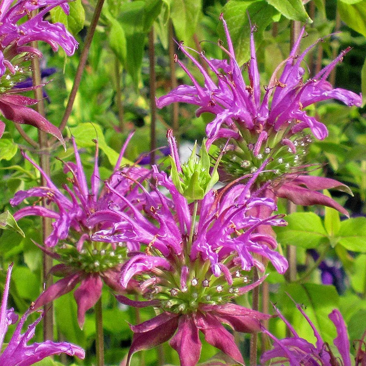 Purple Monarda Flower seeds for Planting Shade Tolerant Heirloom & GMO Free Seeds for Home Garden Sale