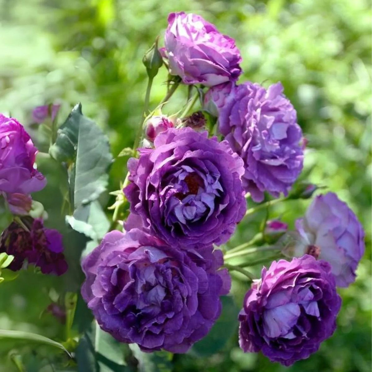 Purple Rose Flower Seeds for Planting  Heirloom, Non-GMO, Long Bloom Season, High Germination