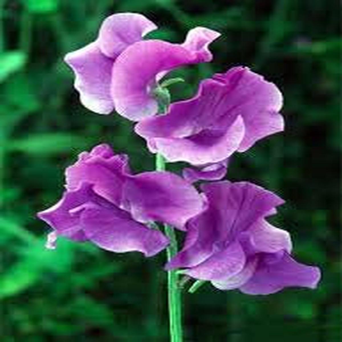 Purple Sweet Pea Flower Seeds for Planting  Heirloom, Non-GMO, Organic Garden Seeds, High Germination, Cut Flower Favorite