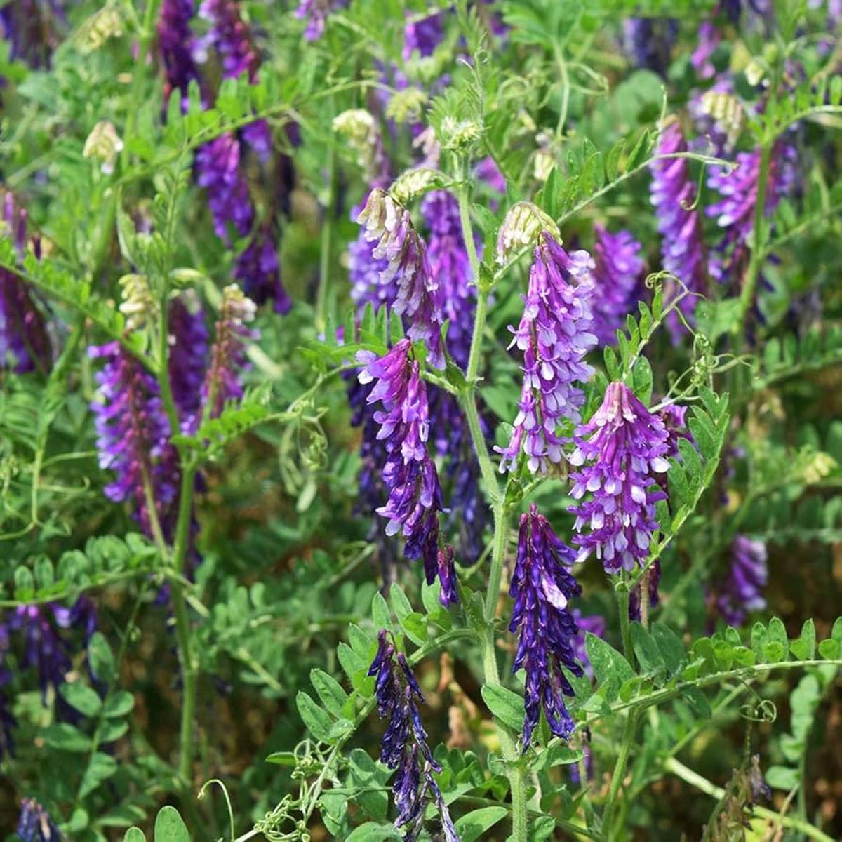 Purple Vetch Flower seeds for Planting - Perfect for Borders, Heirloom & GMO Free Seeds for Home Garden