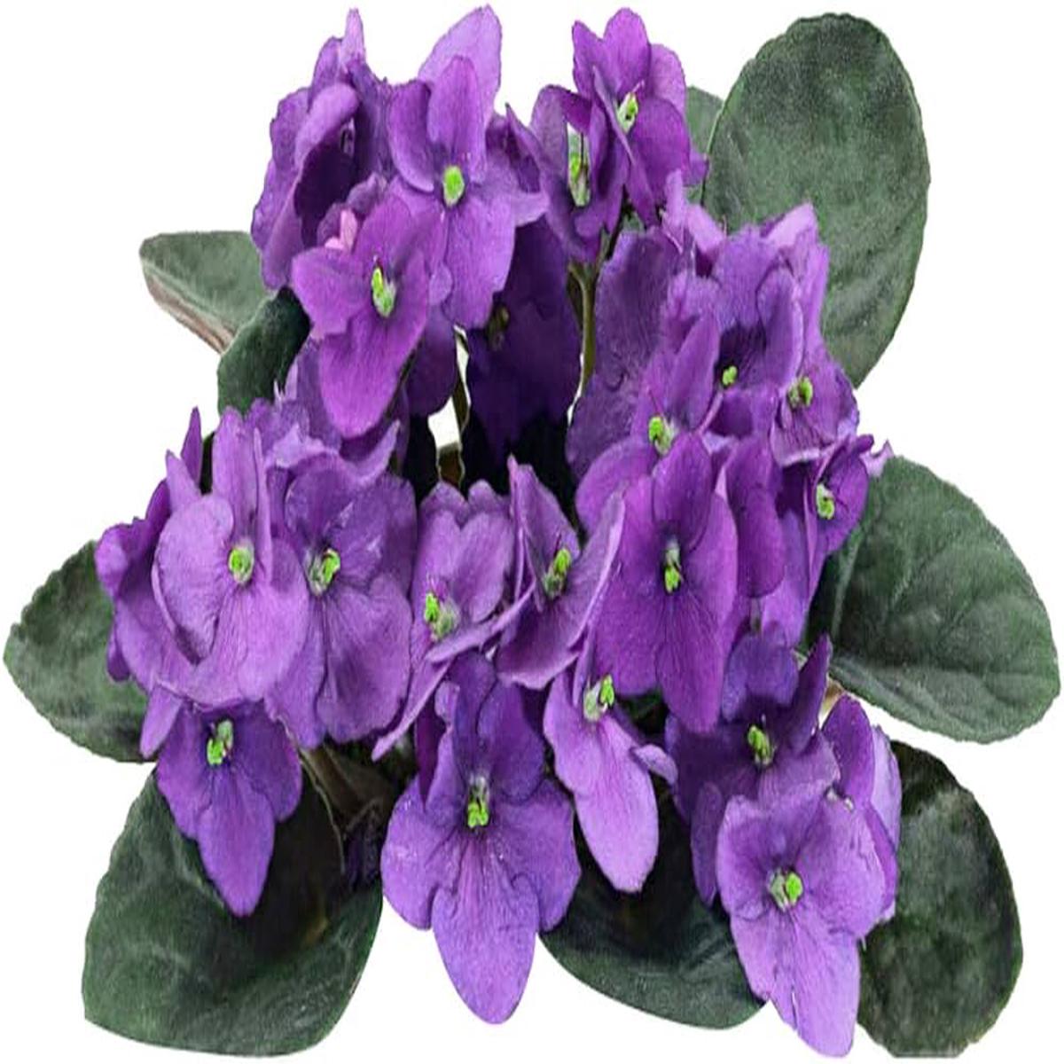 Purple White African Violet Flower seeds for Planting - Colorful Display, Heirloom & GMO Free Seeds for Home Garden
