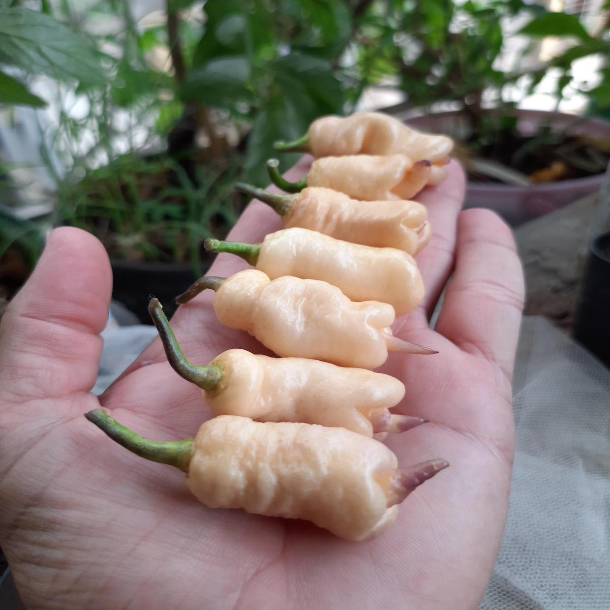 Reaper Pink Peach pepper seeds Hot  Heirloom, Non-GMO, High Germination Organic Garden Seeds
