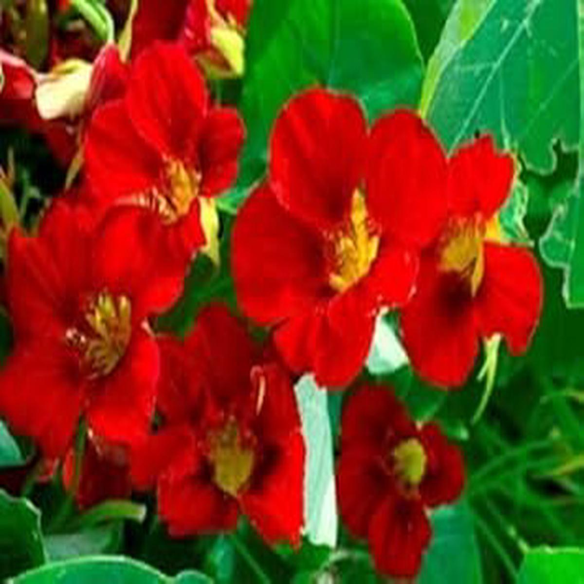 Red Nasturtium Flower seeds for Planting - Wildflower Mix, Heirloom & GMO Free Seeds for Home Garden