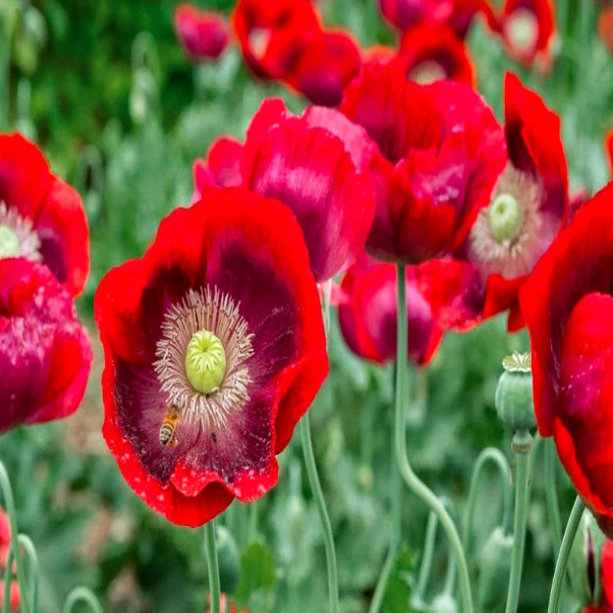 Red Poppy flower seeds FLORIDA GROWN  Heirloom, Non-GMO, High Germination Organic Garden Seeds
