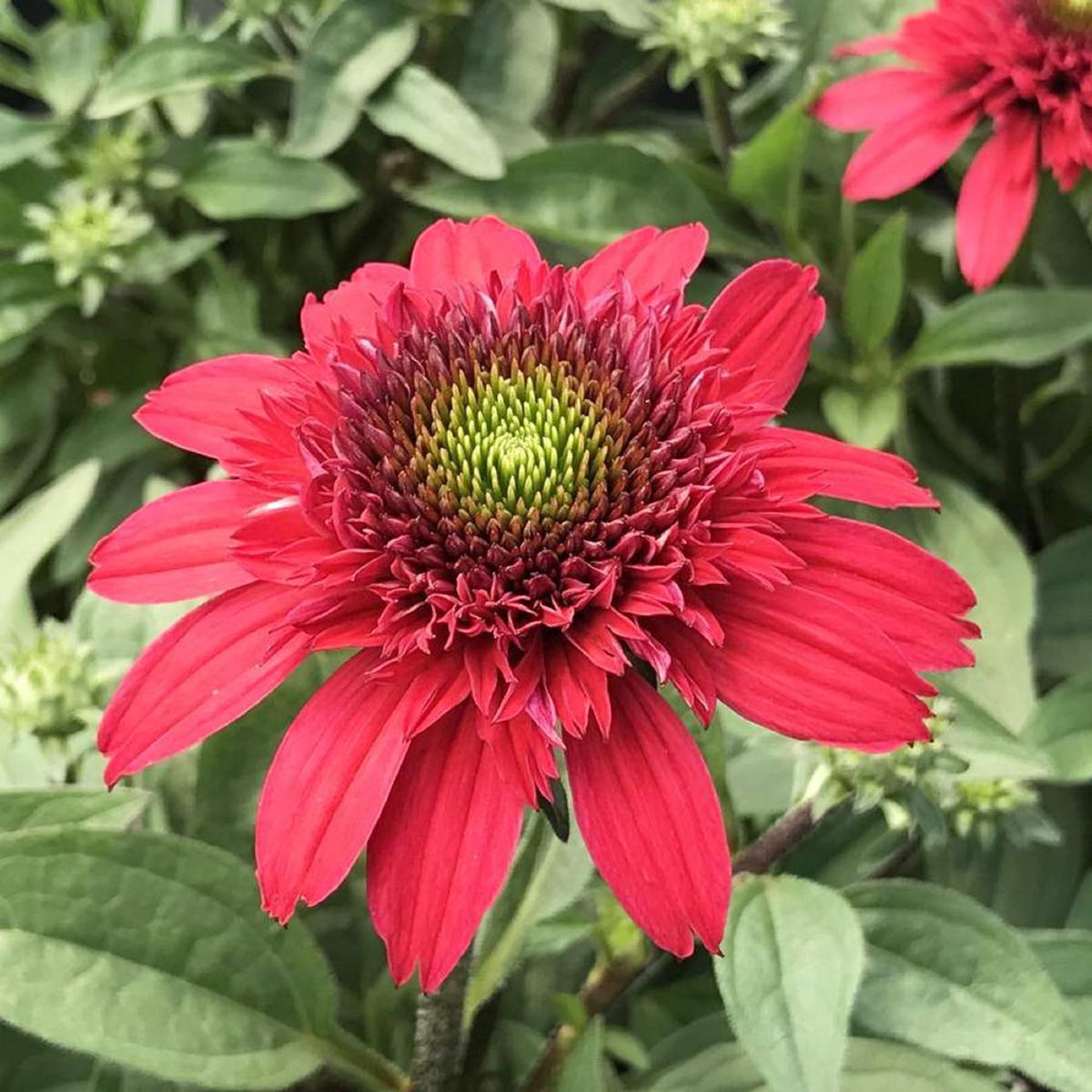 Red Ruby Echinacea (Coneflower) Seeds for Planting Heirloom, Non-GMO, Easy to Grow, Perennial