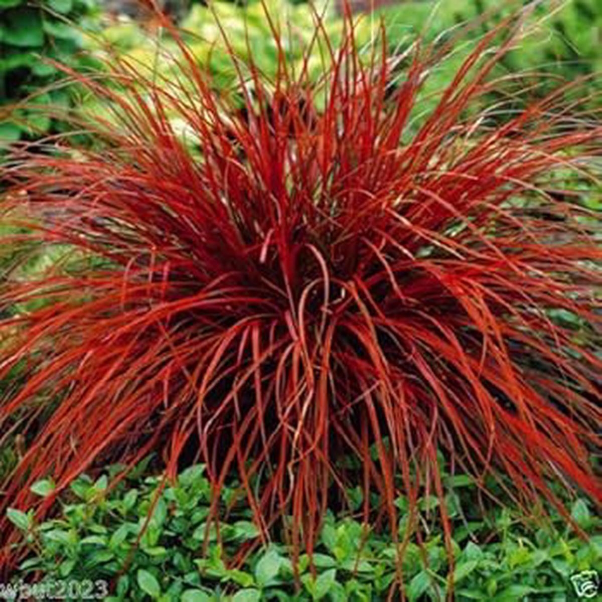 Red Uncinia Firedance - Heirloom, Non - Gmo Seeds