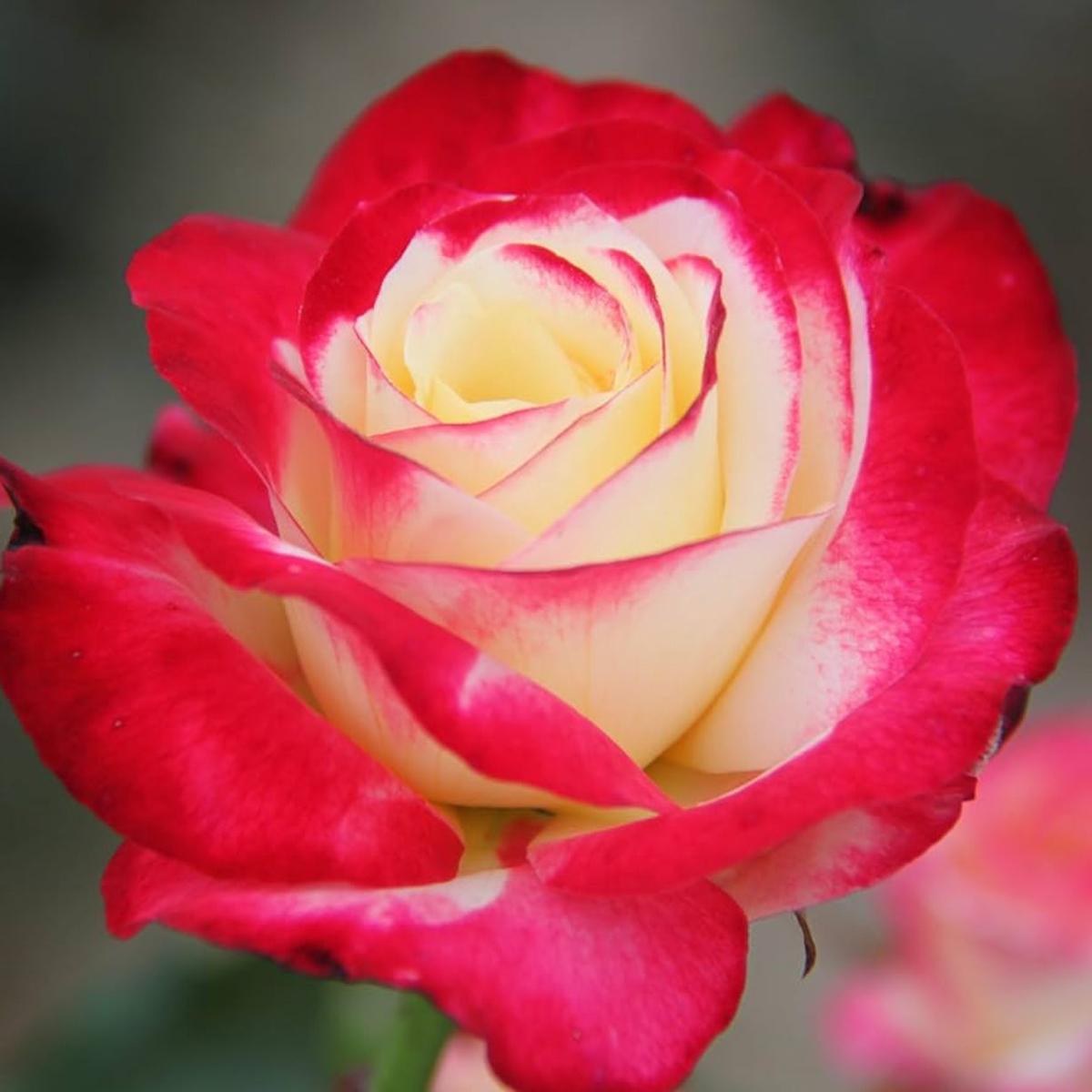 Rosa Double Delight Flower Seeds for Planting  Heirloom, Non-GMO, Easy to Grow, Perennial
