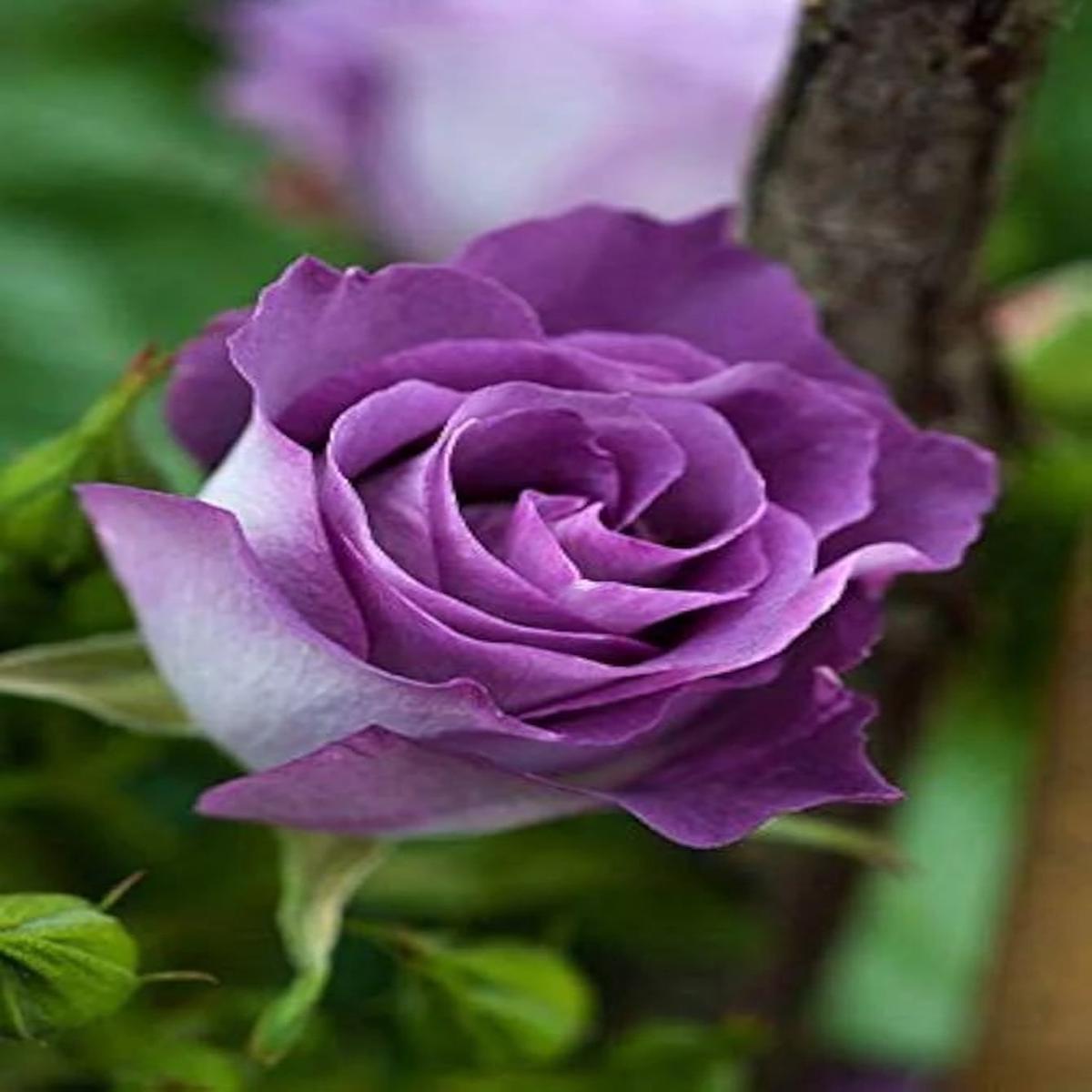 Ruby Rose Flower Seeds for Planting, Violet Mix Heirloom, Non-GMO, High Germination Organic Garden Seeds