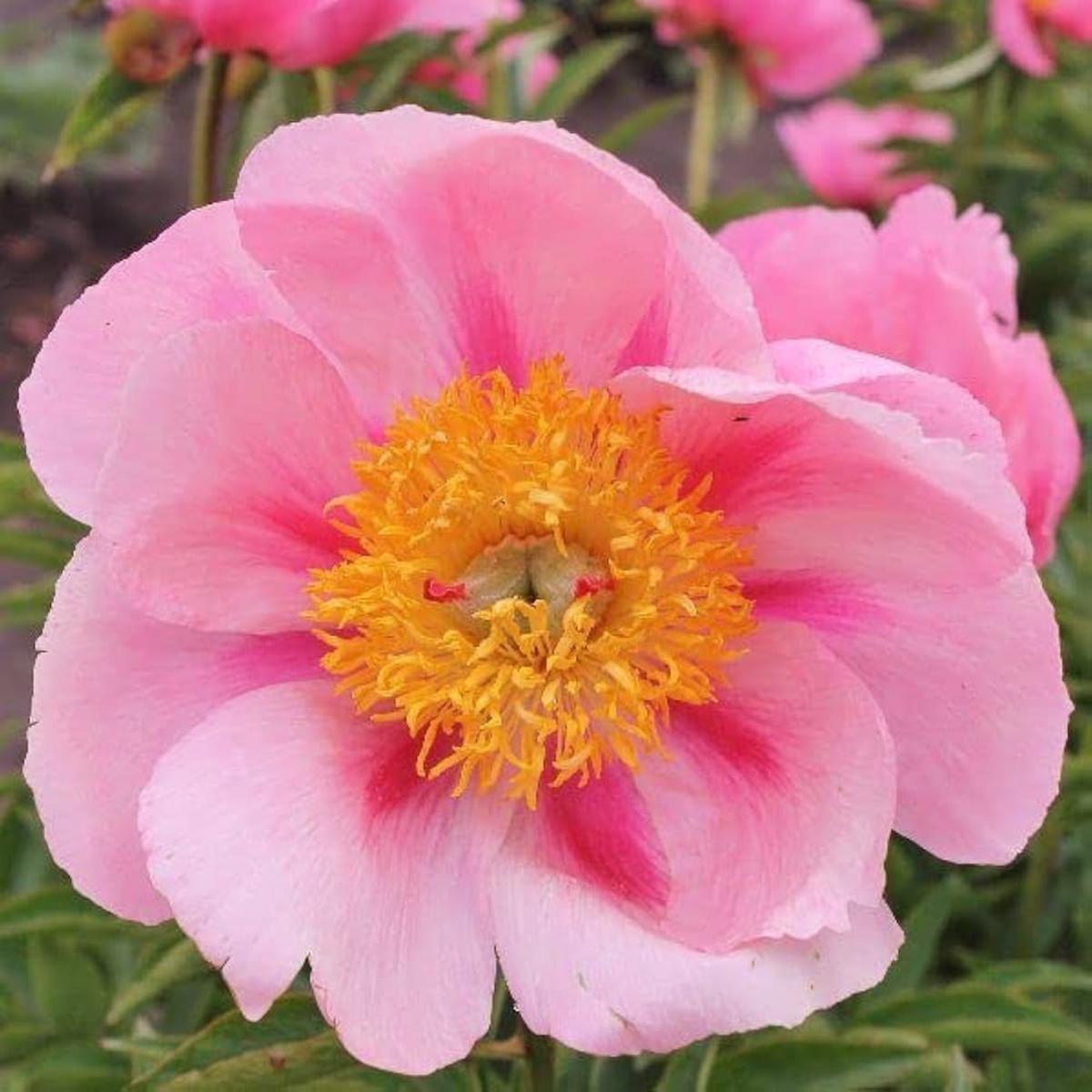 Salmon Mask Alonsoa Flower Seeds  Perennial Blooming Variety