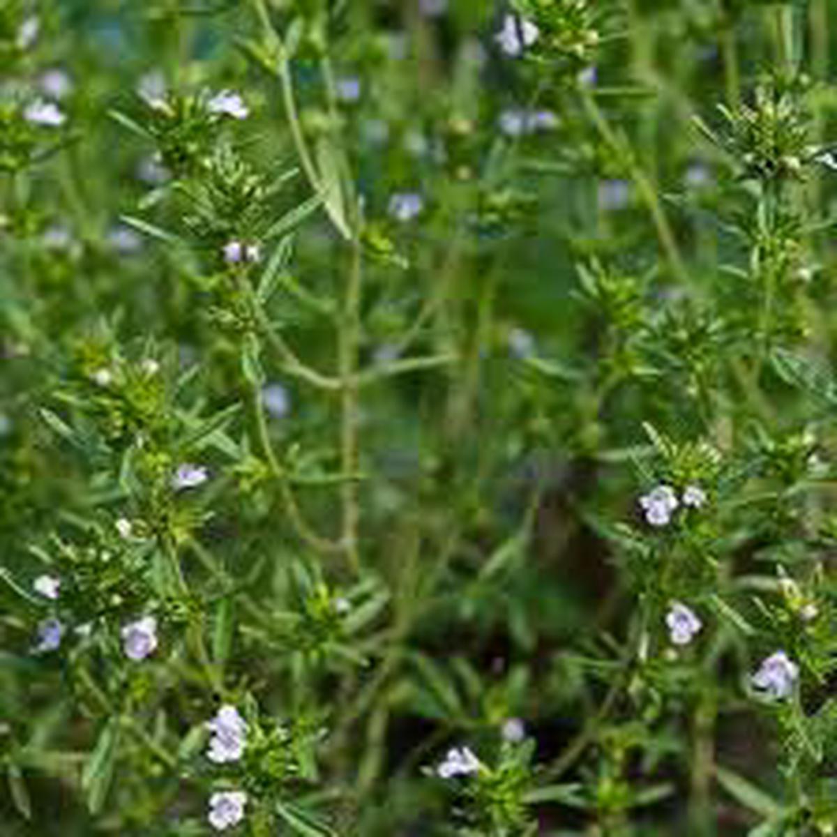 Satureia Hortensis Flower Seeds for Planting Heirloom, Non-GMO, High Germination Organic Garden Seeds