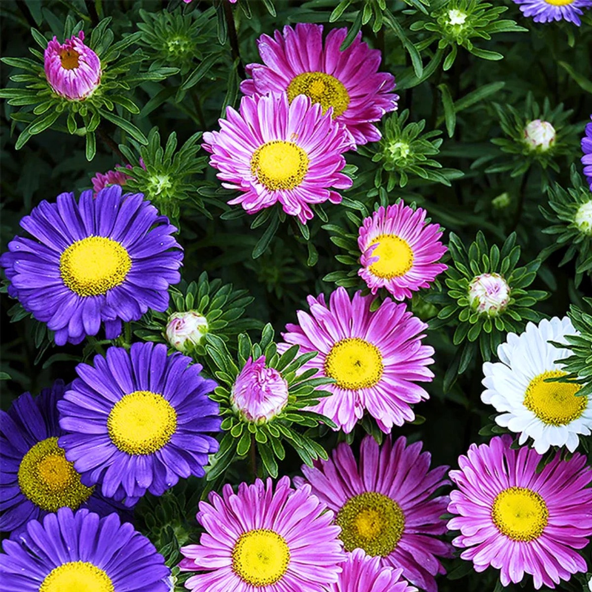 Single China Aster Seed Mix Flower Seeds  Heirloom, Non-GMO, High Germination Organic Garden Seeds