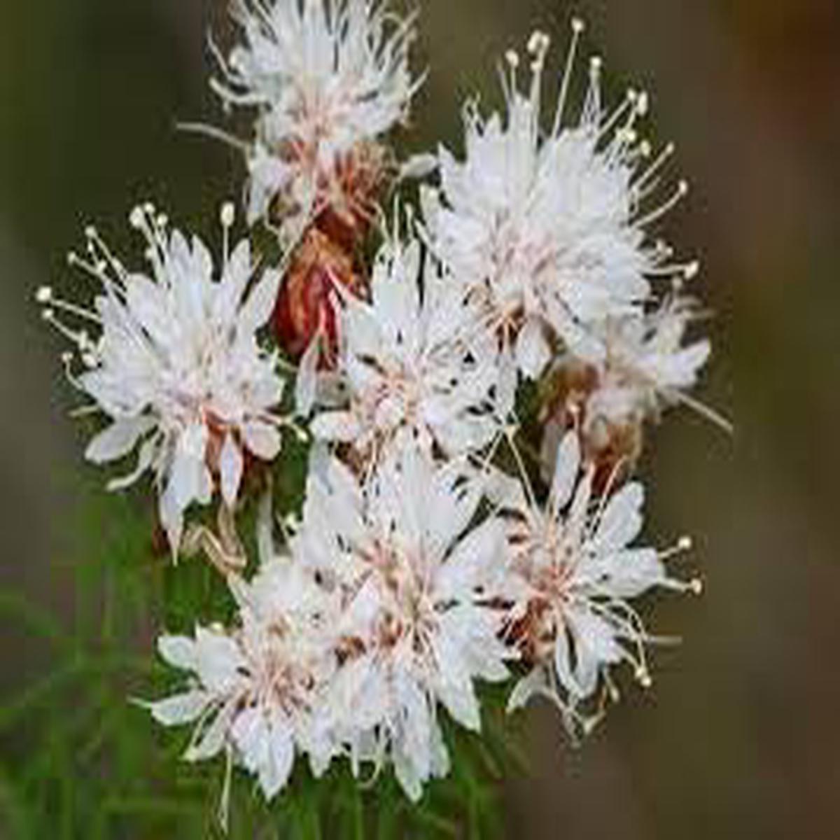 Summer Farewell Flower Seeds  Heirloom Non-GMO Seeds for Late-Season Wildflower Garden Planting
