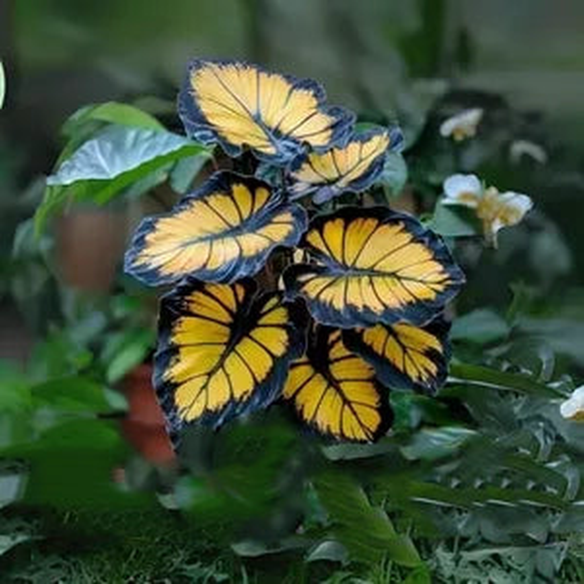 Sunburst Calathea Seeds for Planting - Heirloom & Non-GMO, High Germination Organic Garden Seeds