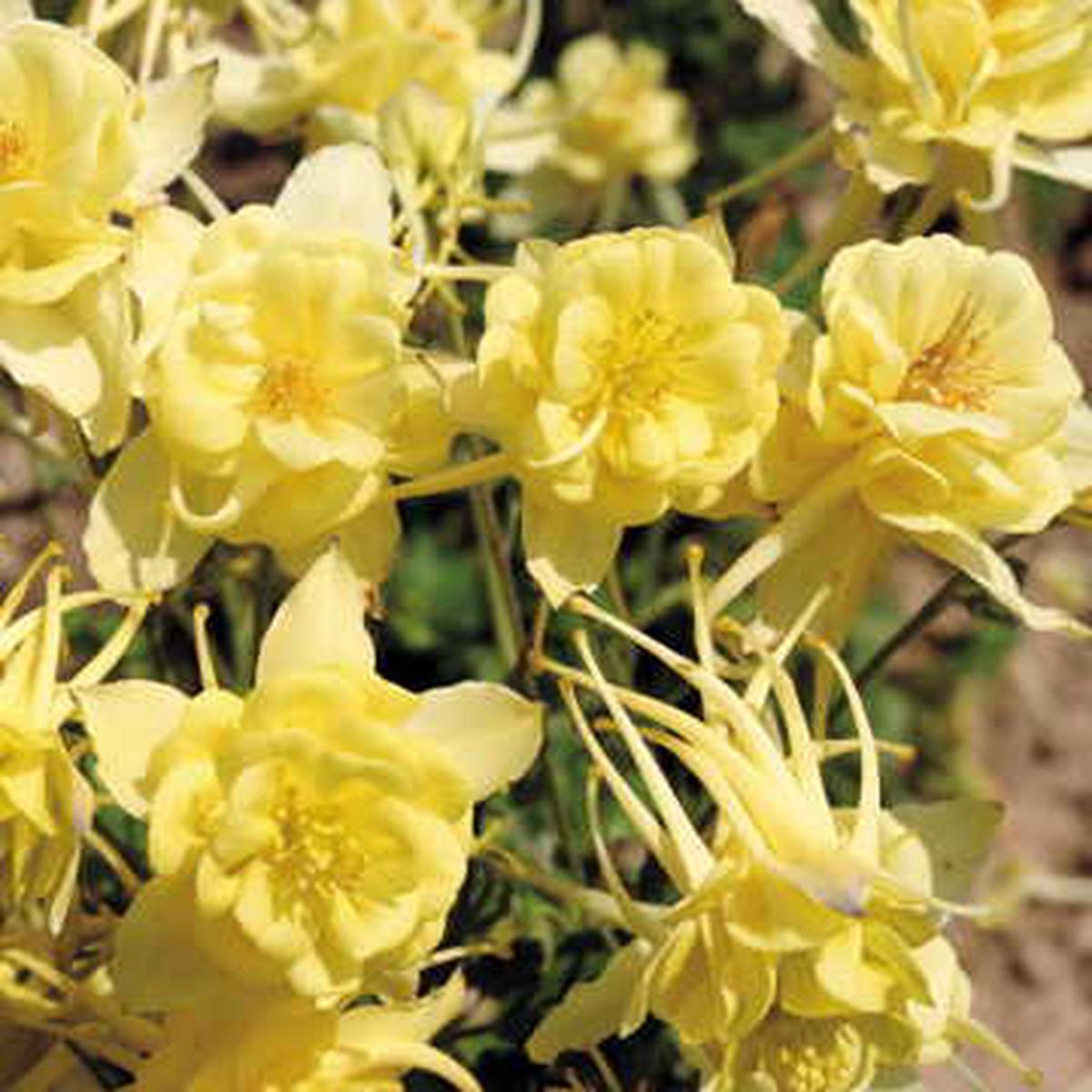 Sunshine Columbine Seeds | Bright Yellow Aquilegia Cottage Flowers  Heirloom, Non-GMO, High Germination Organic Garden Seeds