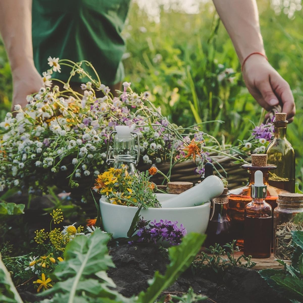 Survival Medicinal Herb Garden - Herb Seeds  Heirloom, Non-GMO, High Germination Organic Garden Seeds