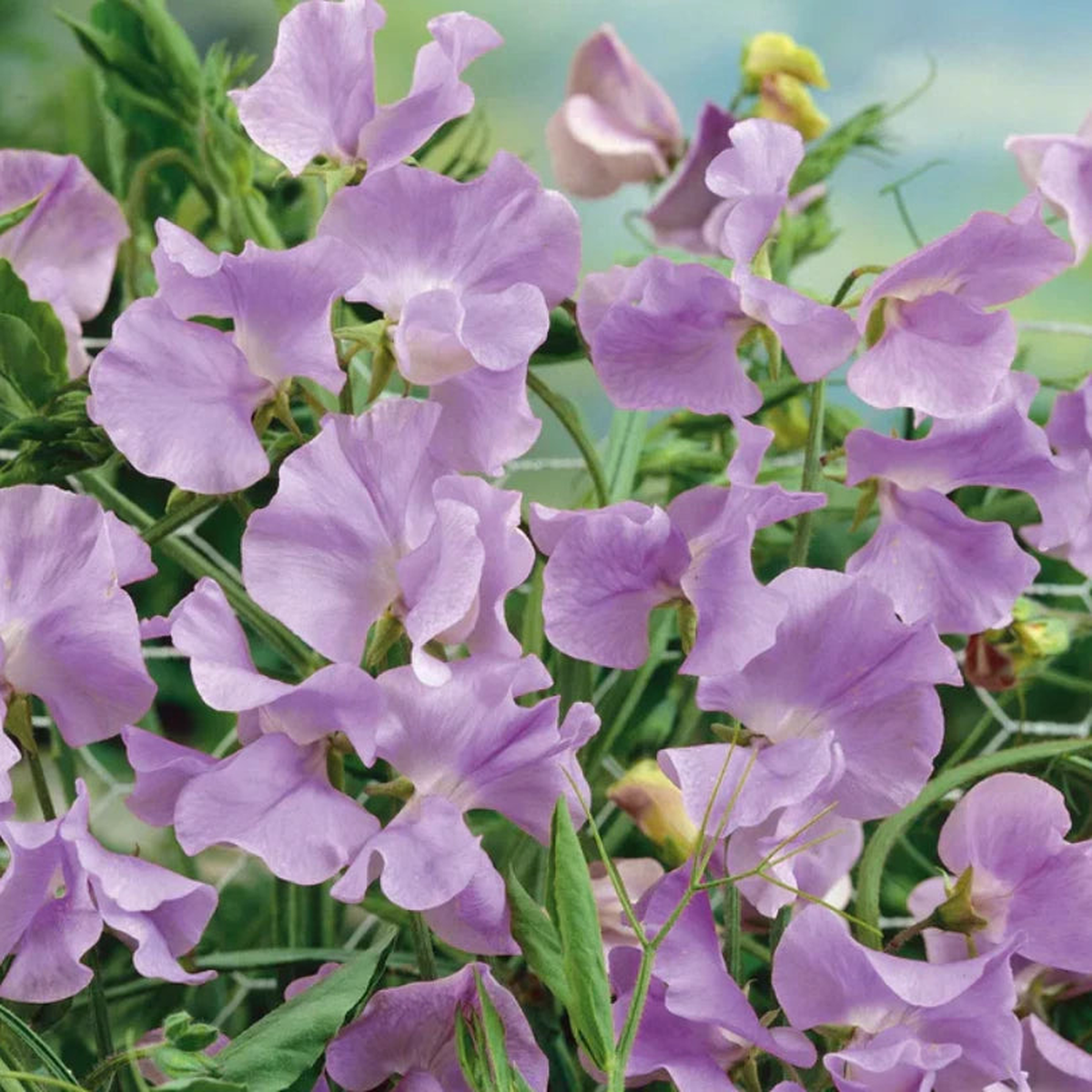 Sweet Pea ROYAL LAVENDER Fragrant Climbing Vine Purple Flowers Seeds  Heirloom, Non-GMO, High Germination Organic Garden Seeds