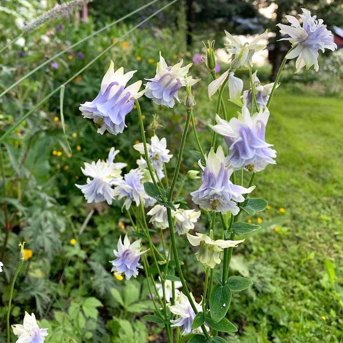 Tower Columbine Flower seeds for Planting, Perfect for Borders Heirloom & GMO Free Seeds for Home Garden