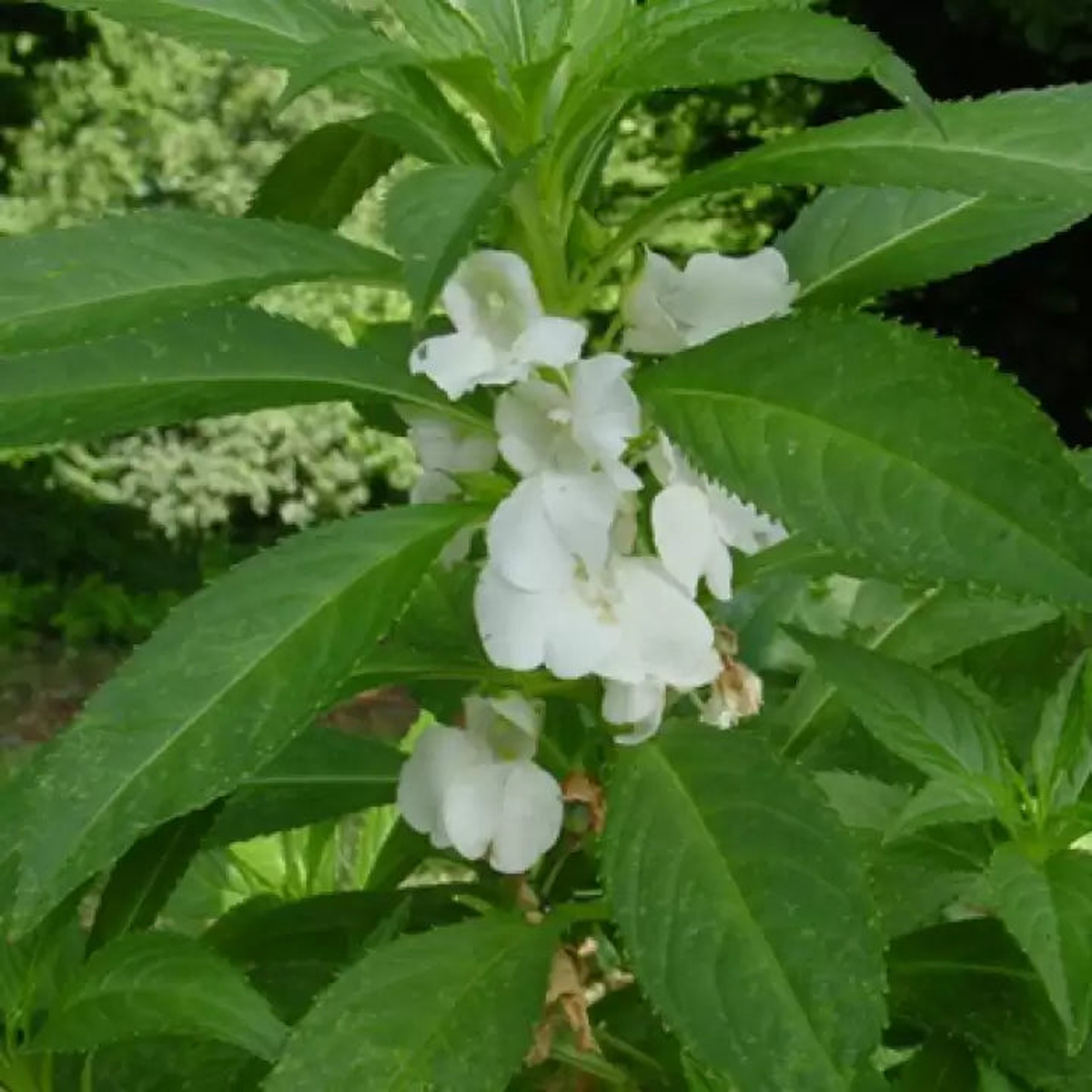 White Balsam Camellia Flower Seeds for Planting  Heirloom, Non-GMO, Organic Garden & Pot Plant Seeds, High Germination