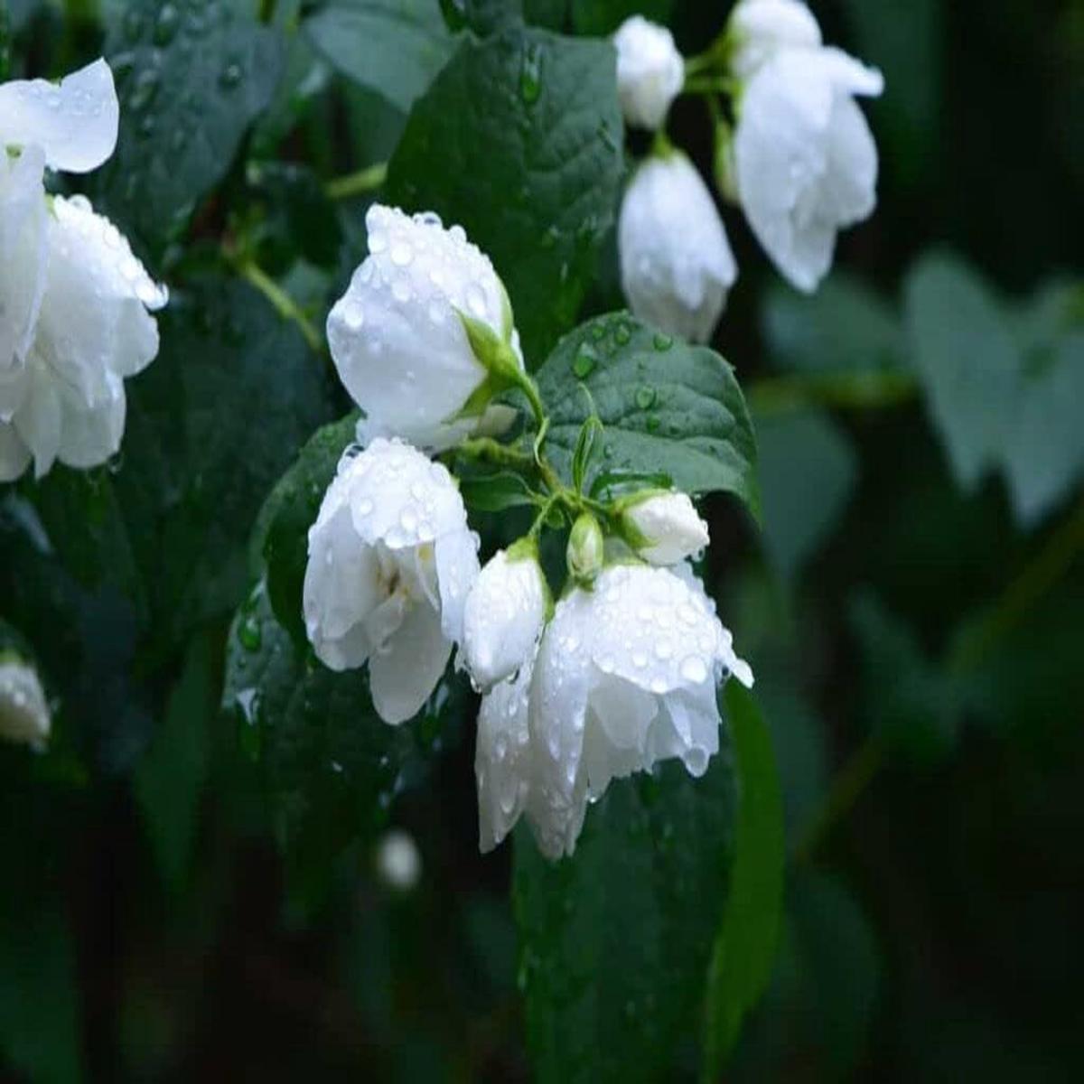 White Flower Pot Flower seeds for Planting - Long Bloom Season, Heirloom & GMO Free Seeds for Home Garden