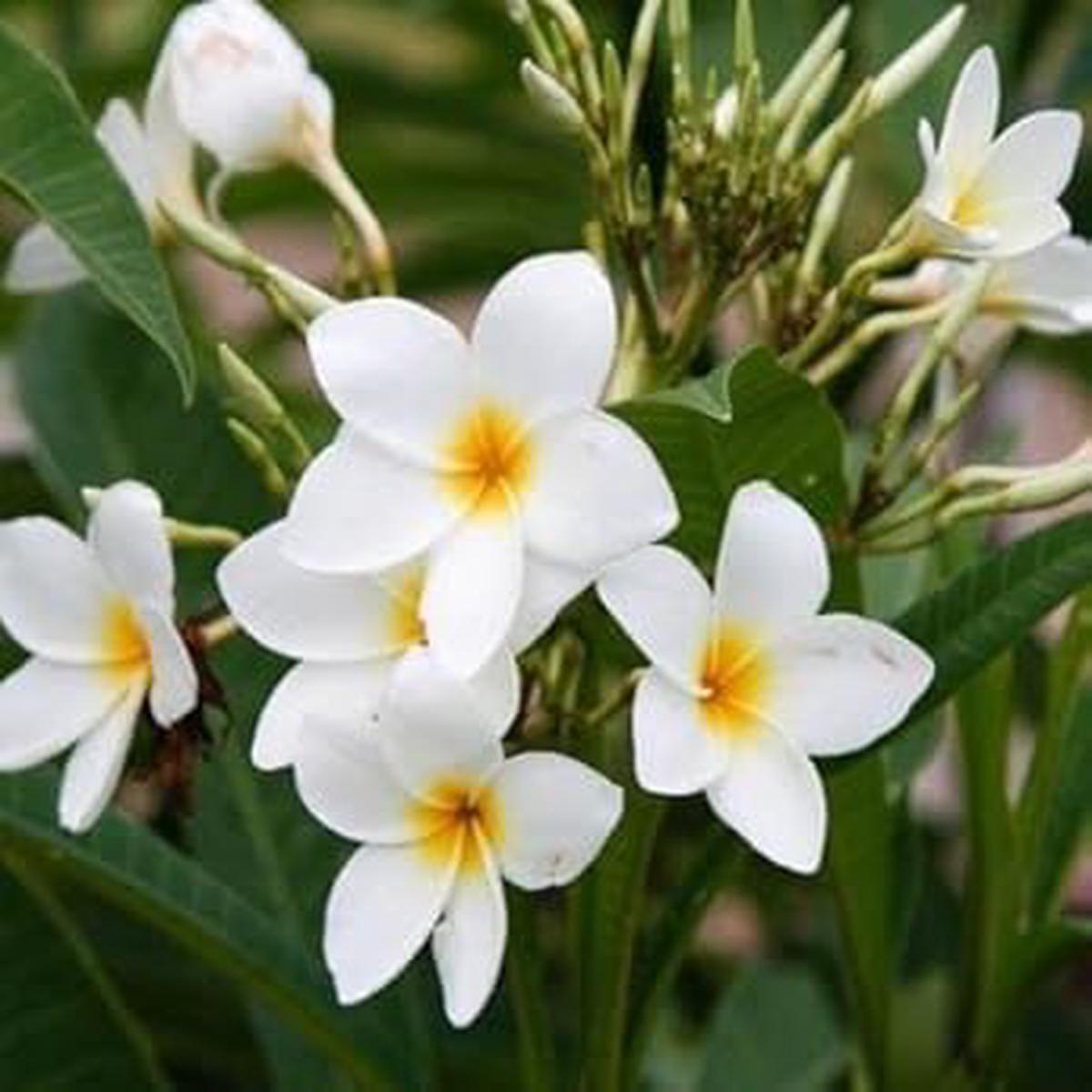 White Frangipani Flower Seeds for Planting  Compact Growth, Heirloom, Non-GMO, High Germination Seeds