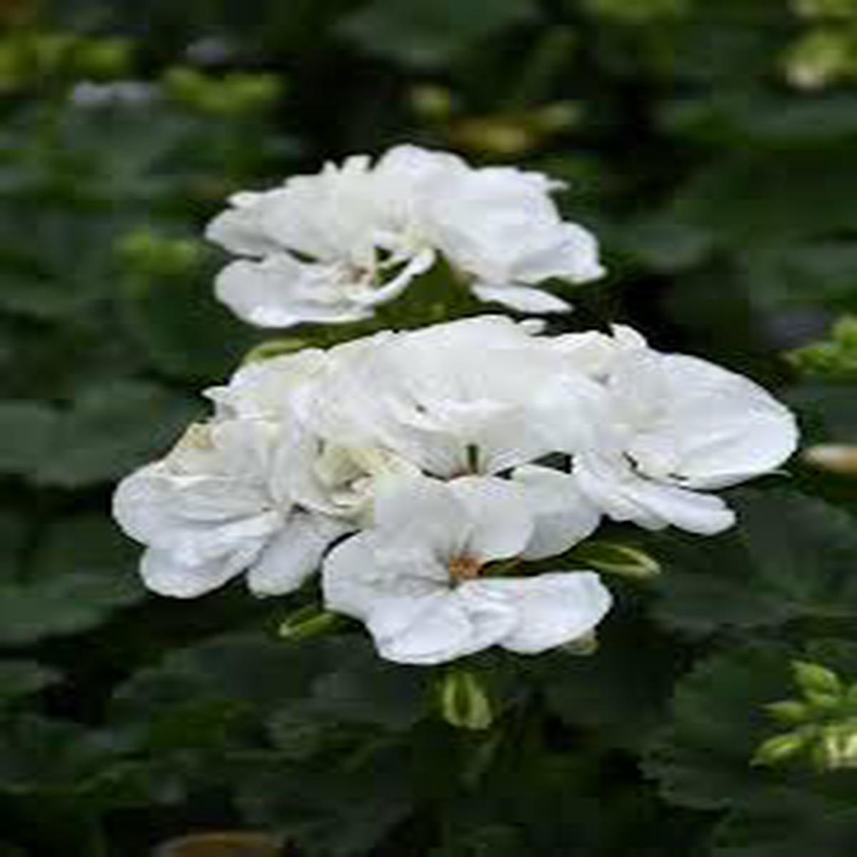 White Geranium Flower Seeds for Planting  Heirloom, Non-GMO, High Germination Organic Garden Seeds