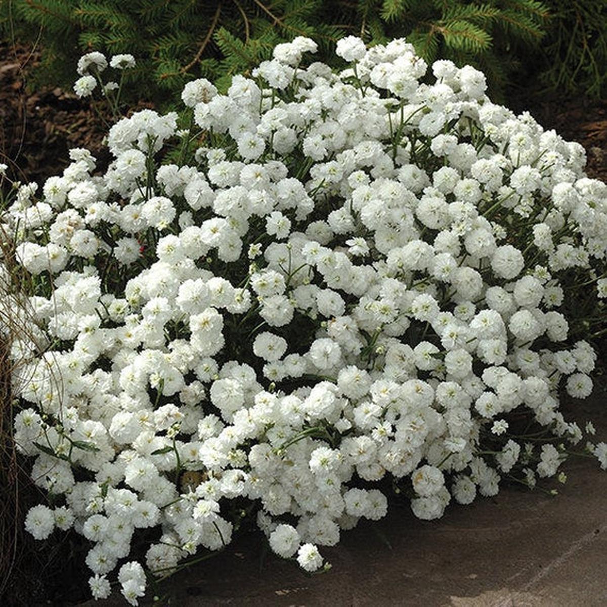 White Pellitory Flower Seeds for Planting  Heirloom Non-GMO Premium Quality Organic Garden Seeds
