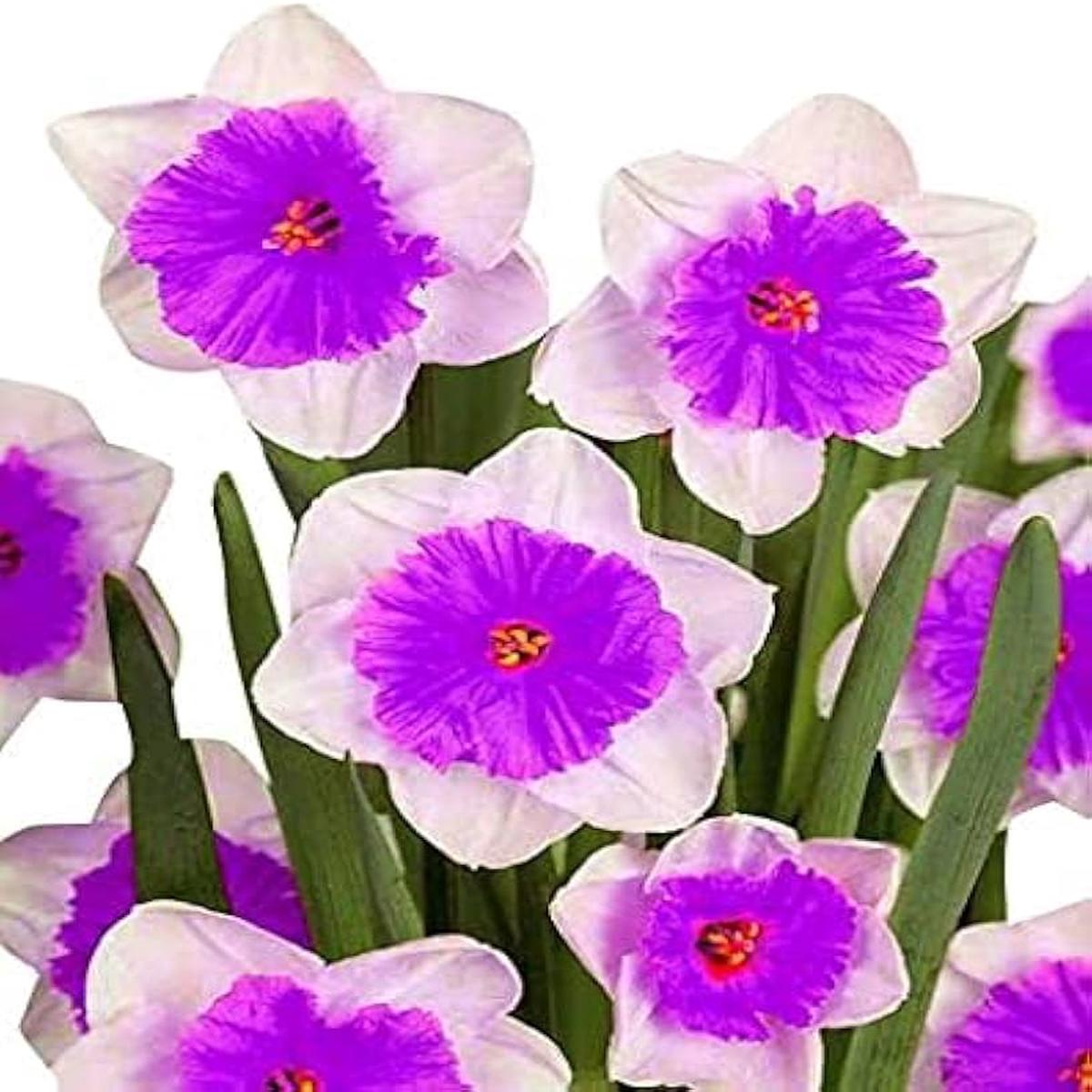 White Purple Daffodil Flower Seeds for Planting Heirloom Non-GMO High Germination Organic Garden Seeds