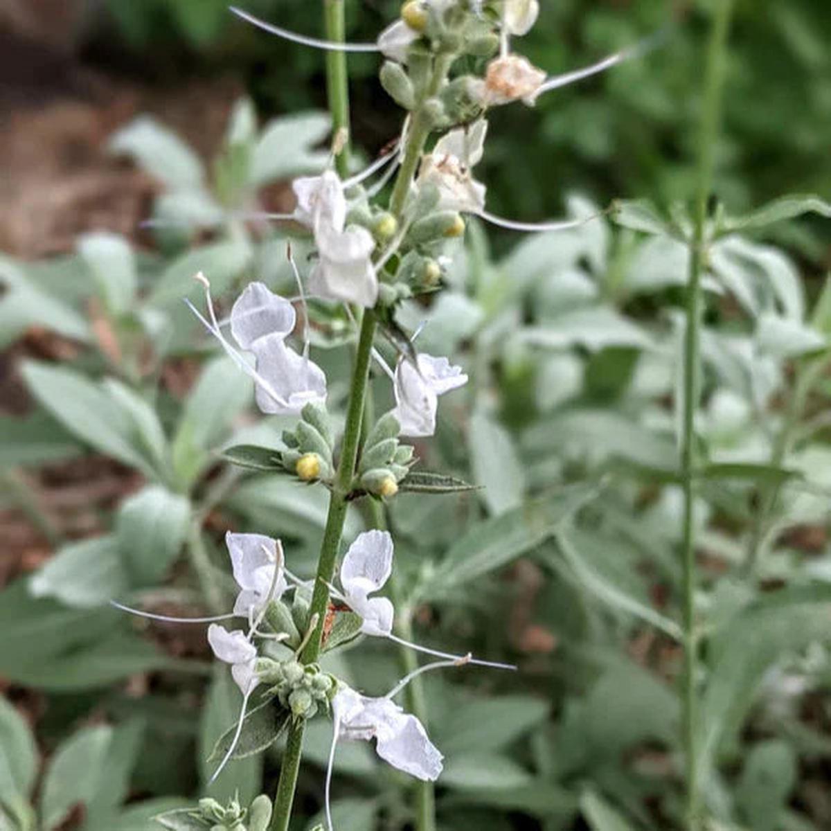 White Sage Flower seeds for Planting Fragrant Blossoms Heirloom & GMO Free Seeds for Home Garden  Sale