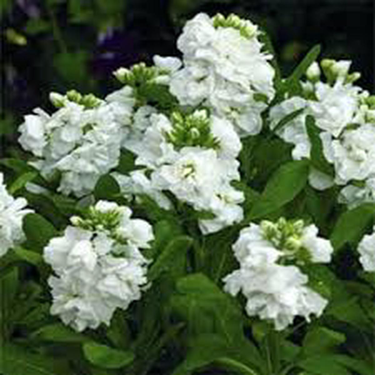 White Scented Stock Flower Seeds for Planting Shade Tolerant, Heirloom & Non-GMO Garden Seeds, 100pcs