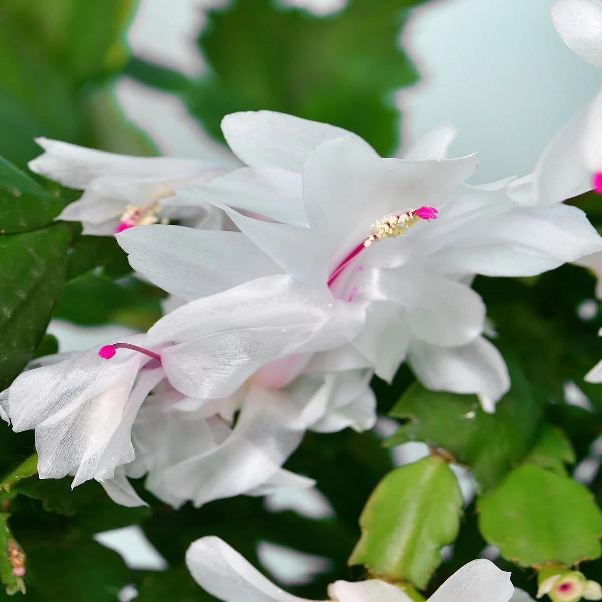 White Schlumbergera Flower Seeds for Planting  Heirloom, Non-GMO, High Germination Seeds