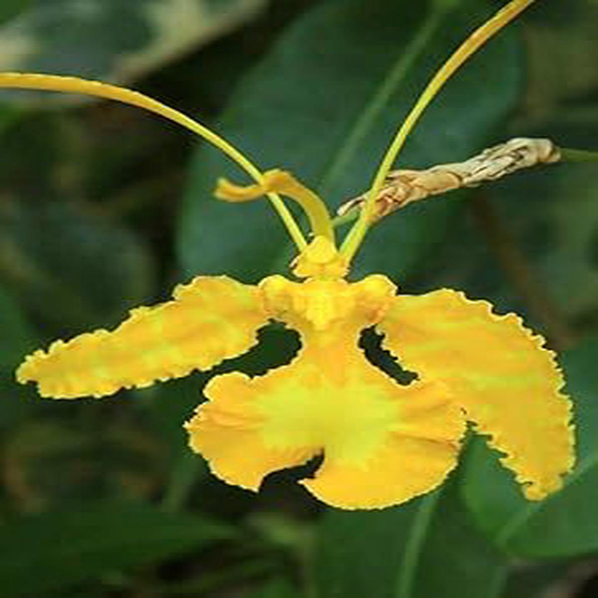 Yellow Butterfly Orchid Flower Seeds for Planting  Heirloom, Non-GMO, High Germination Organic Garden Seeds