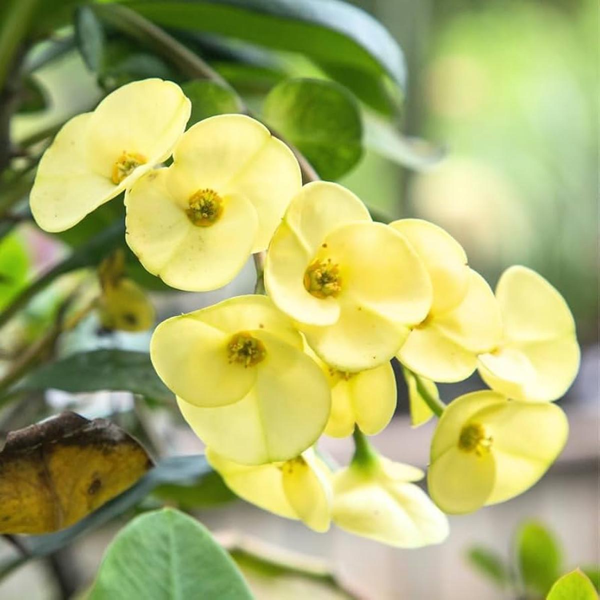 Yellow Euphorbia Flower seeds for Planting Premium Quality Heirloom & GMO Free Seeds for Home Garden   Sale