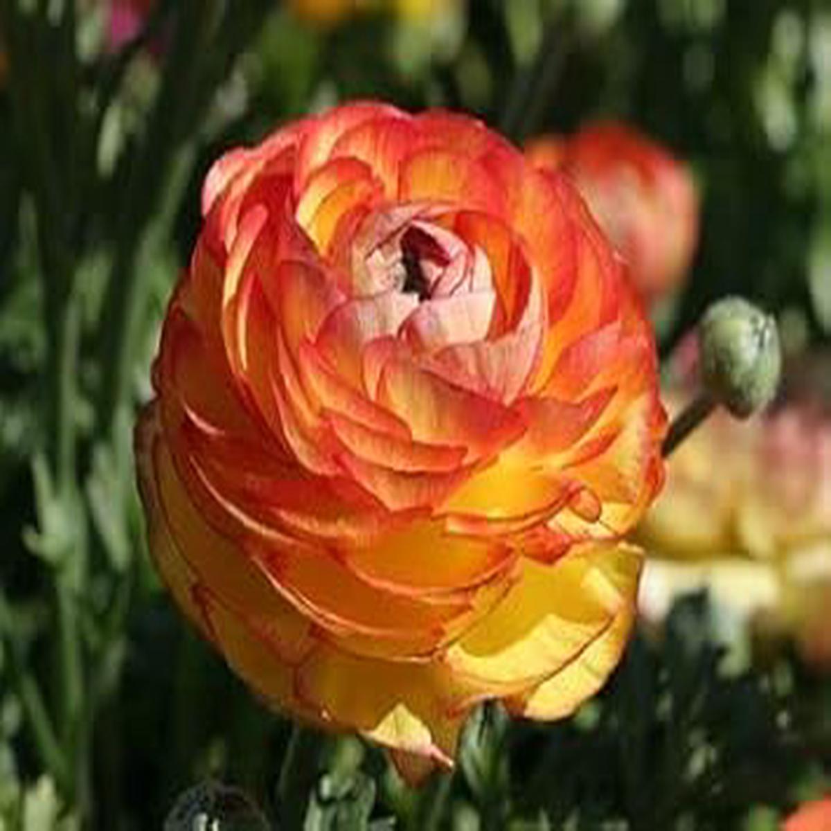 Yellow Red Ranunculus Flower seeds for Planting - Perfect for Borders, Heirloom & GMO Free Seeds for Home Garden