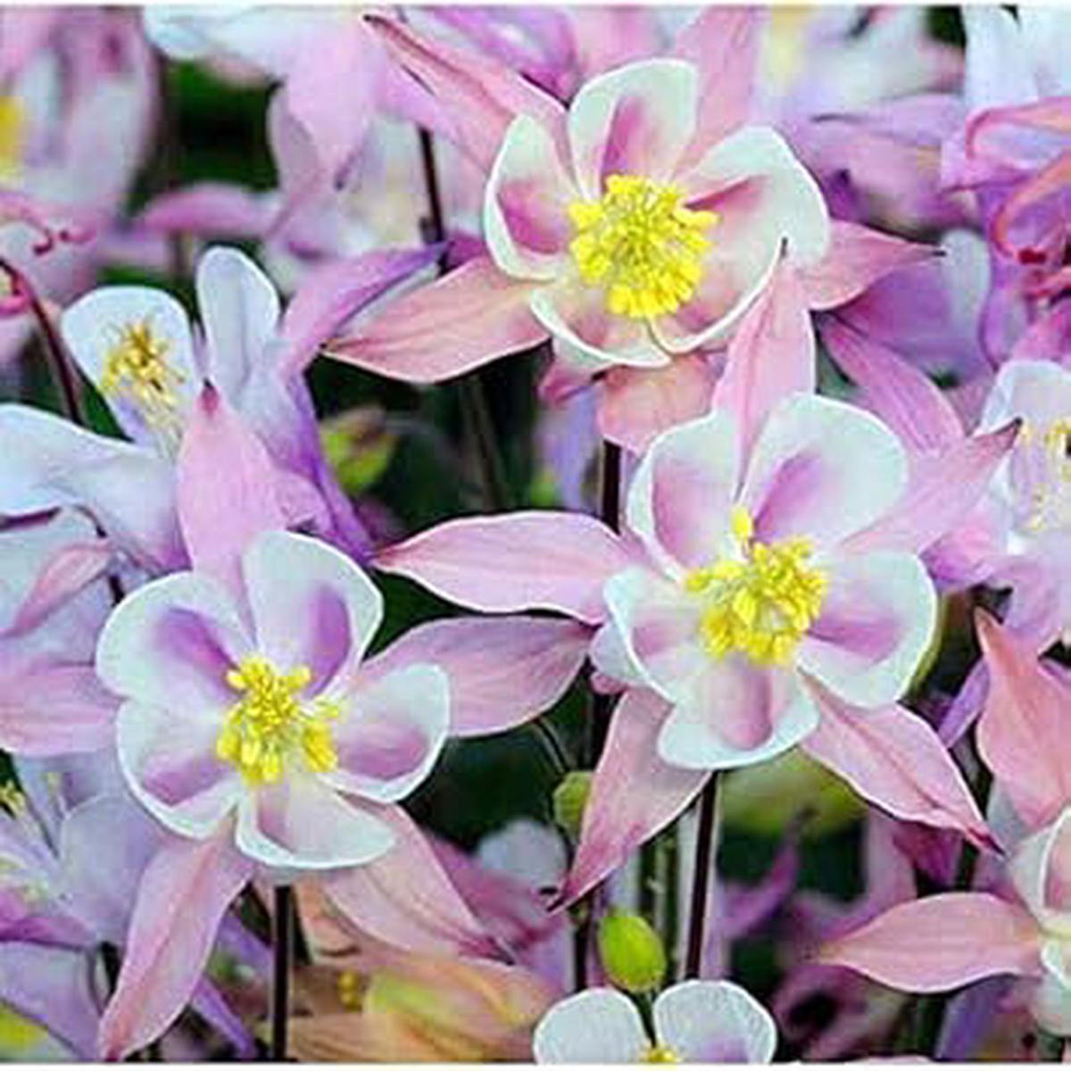 Light Blue Pink Aquilegia Flower Seeds  Heirloom Non-GMO Seeds for Planting, High Germination Organic Garden Seeds
