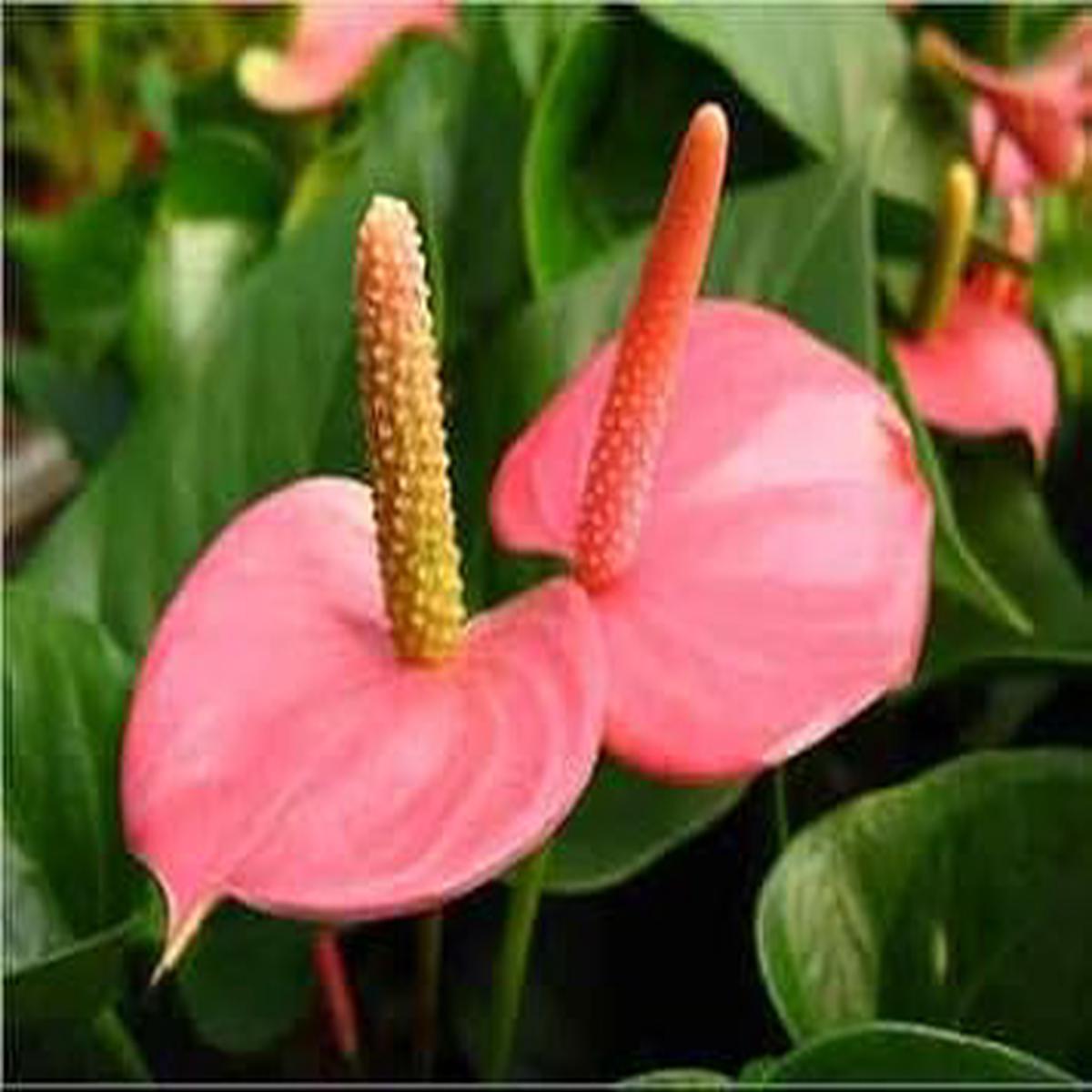 Rose Pink Anthurium Perennial Heirloom Non-GMO Seeds for Planting High Germination Organic Garden Seeds