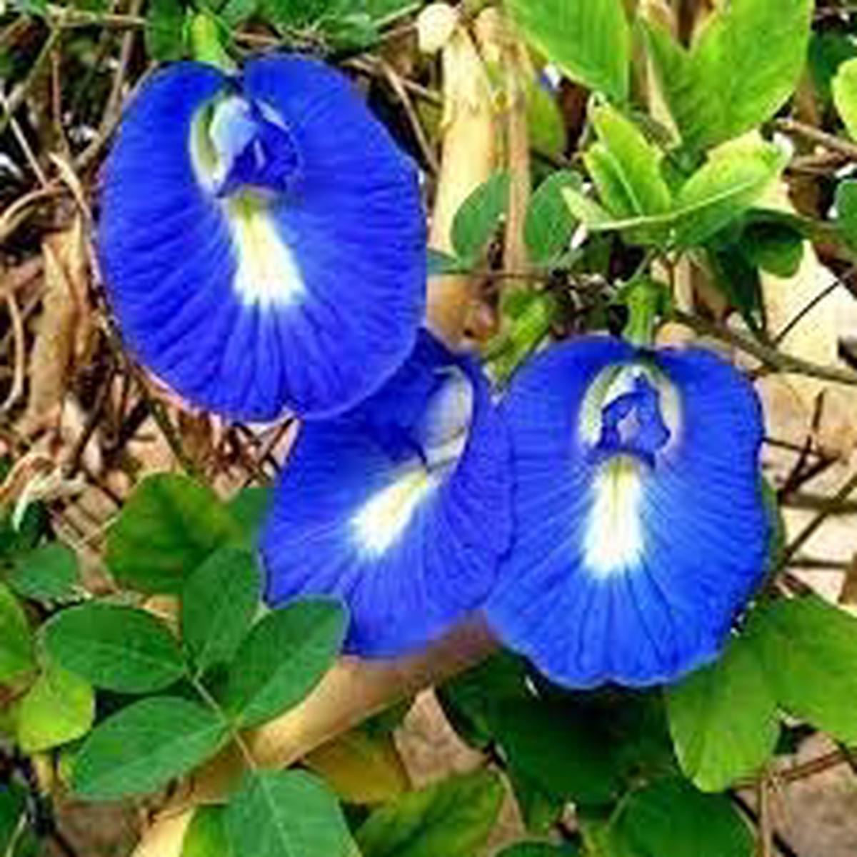 Clitoria Ternatea Flower Seeds for Planting  Sun Loving Heirloom, Non-GMO, High Germination Organic Garden Seeds