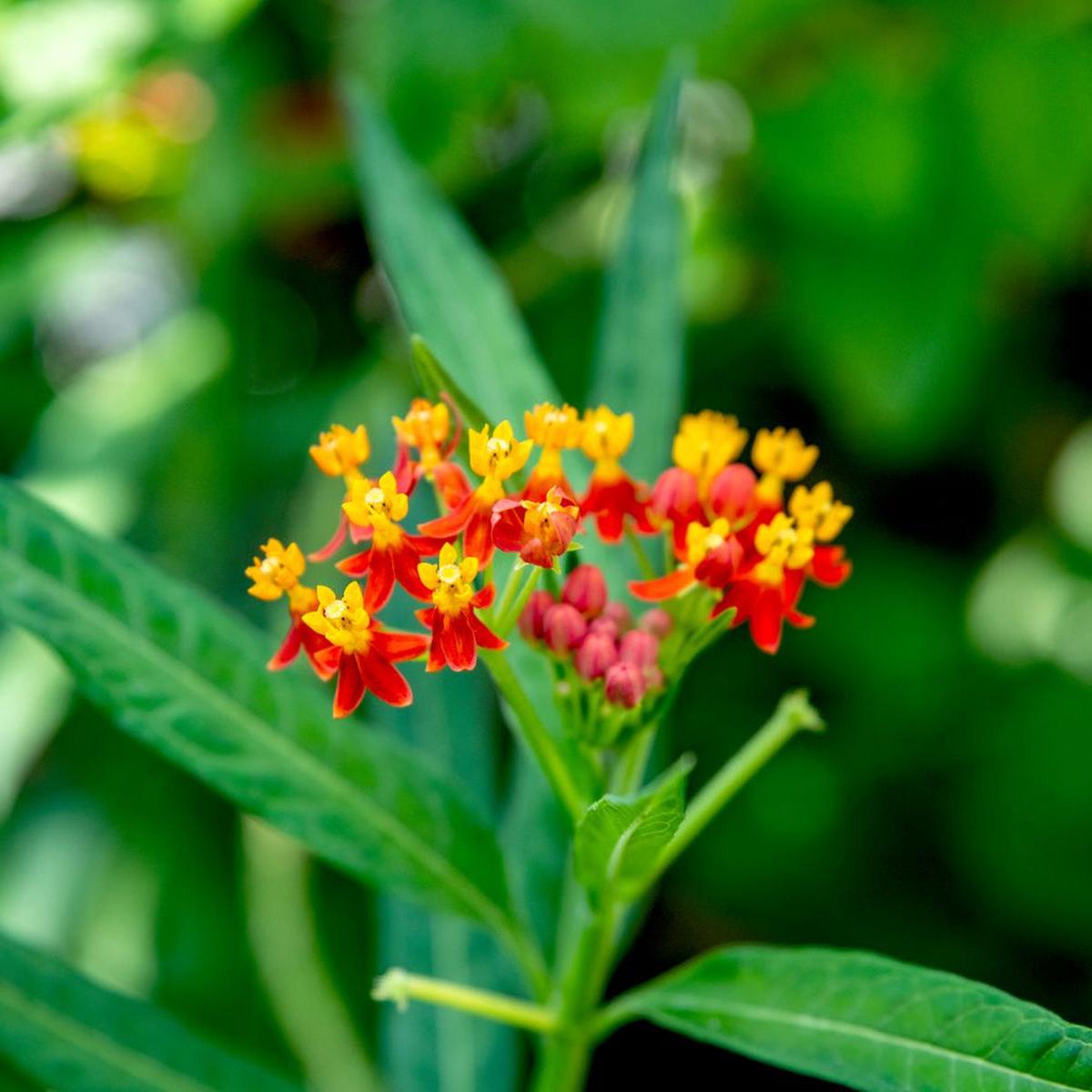 Bloodflower Milkweed Flower Seeds for Planting Heirloom, Non-GMO, Pollinator-Friendly, Perennial