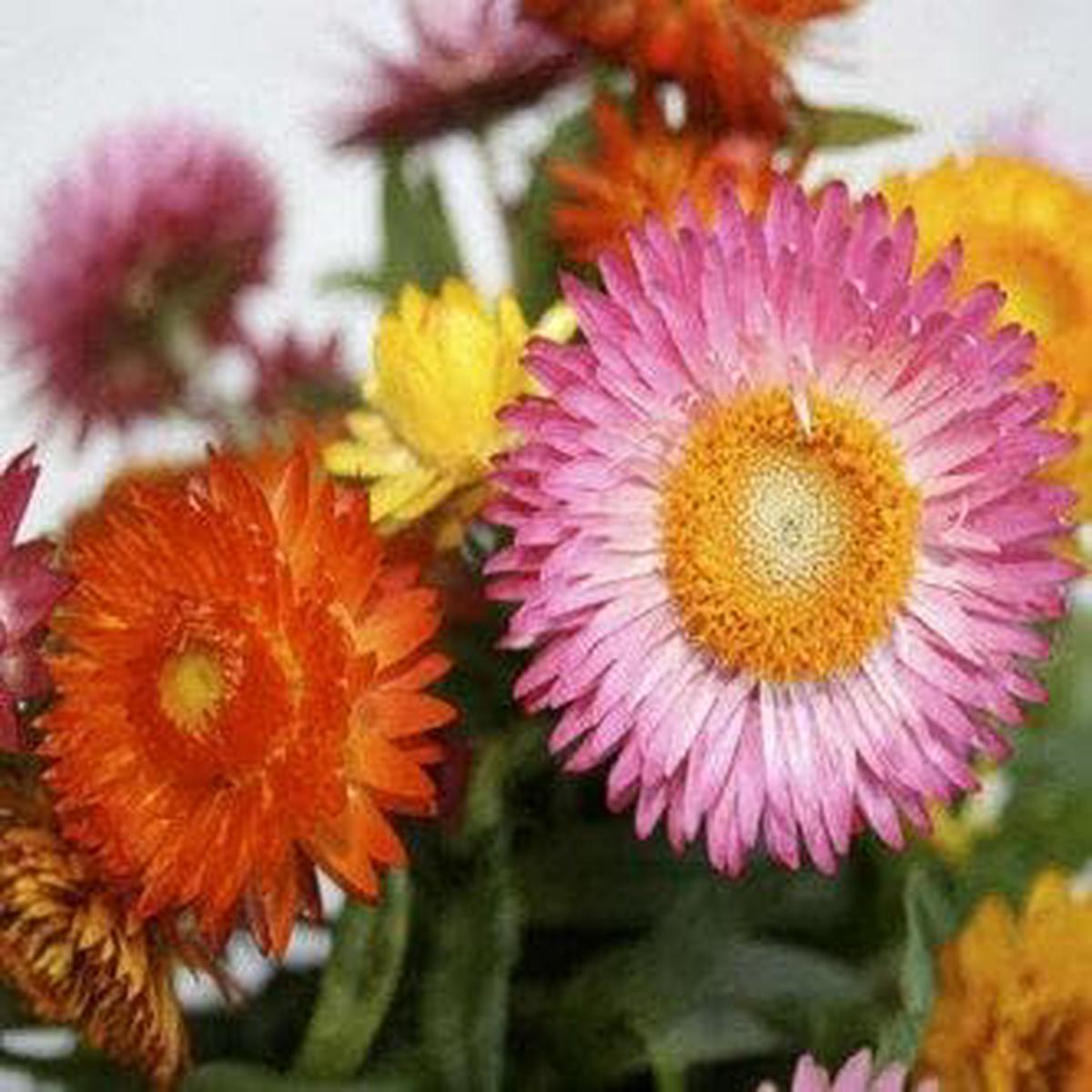 Strawflower Seeds  Heirloom, Non-GMO, High Germination Organic Garden Seeds for Planting & Dried Floral Use