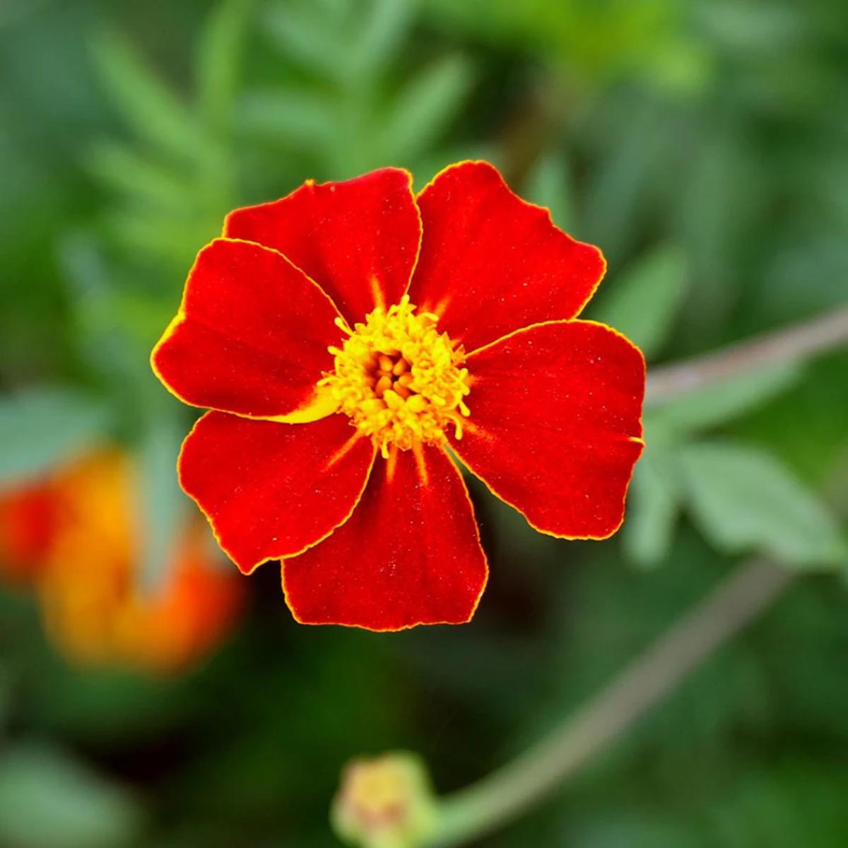 French Marigold 'Disco Red' Seeds for Planting  Heirloom, Non-GMO, Easy to Grow, Annual