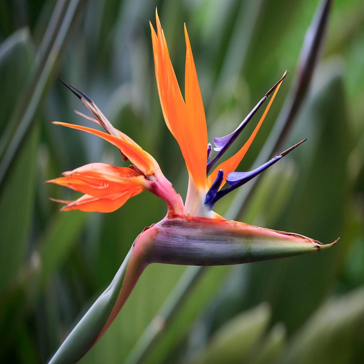 Heirloom Non-GMO Strelitzia Reginae Flower Seeds for Planting Exotic Bird of Paradise Garden Blooms