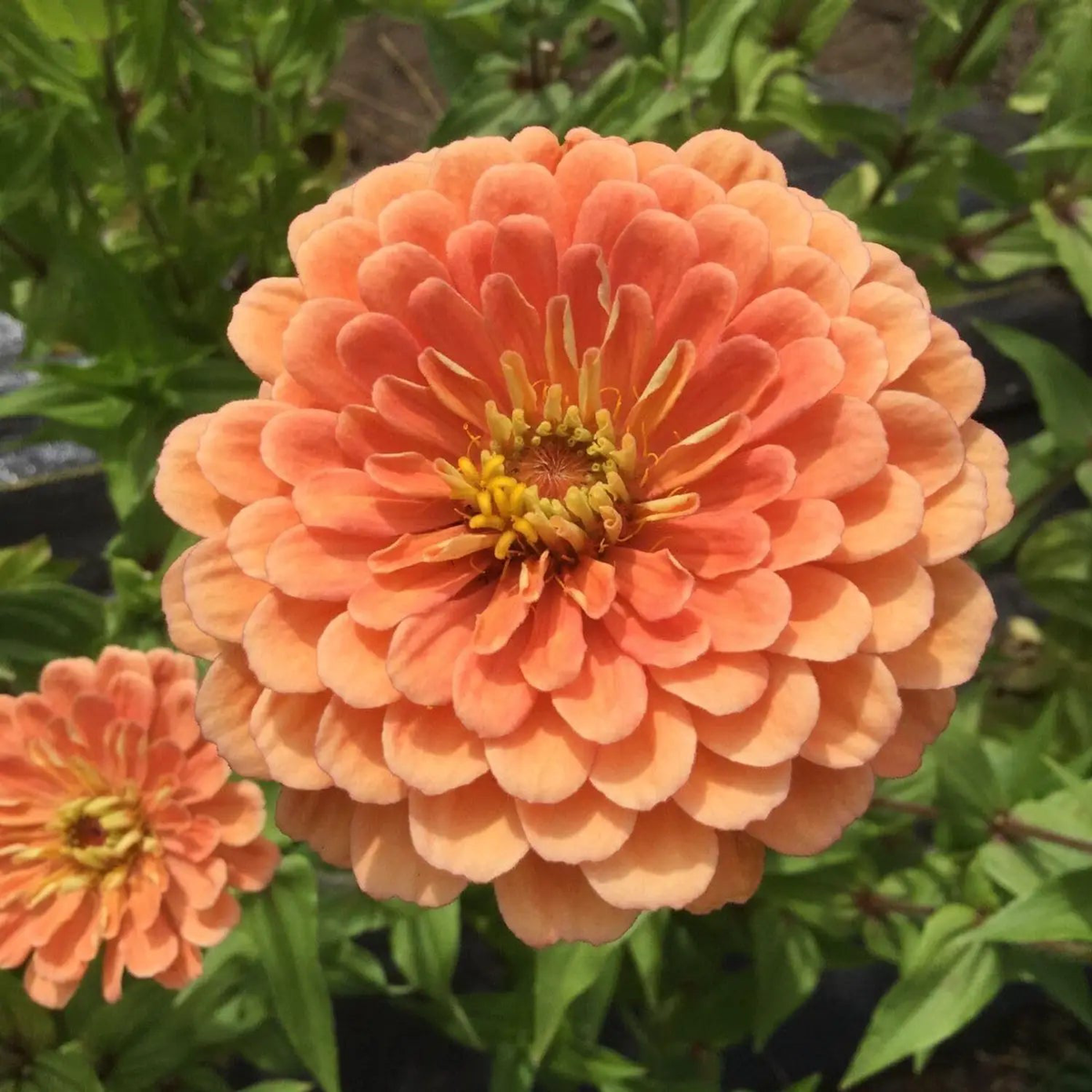 Zinnia Salmon Queen Flower seeds for Planting Cut Flower Favorite Heirloom & GMO Free Seeds for Home Garden