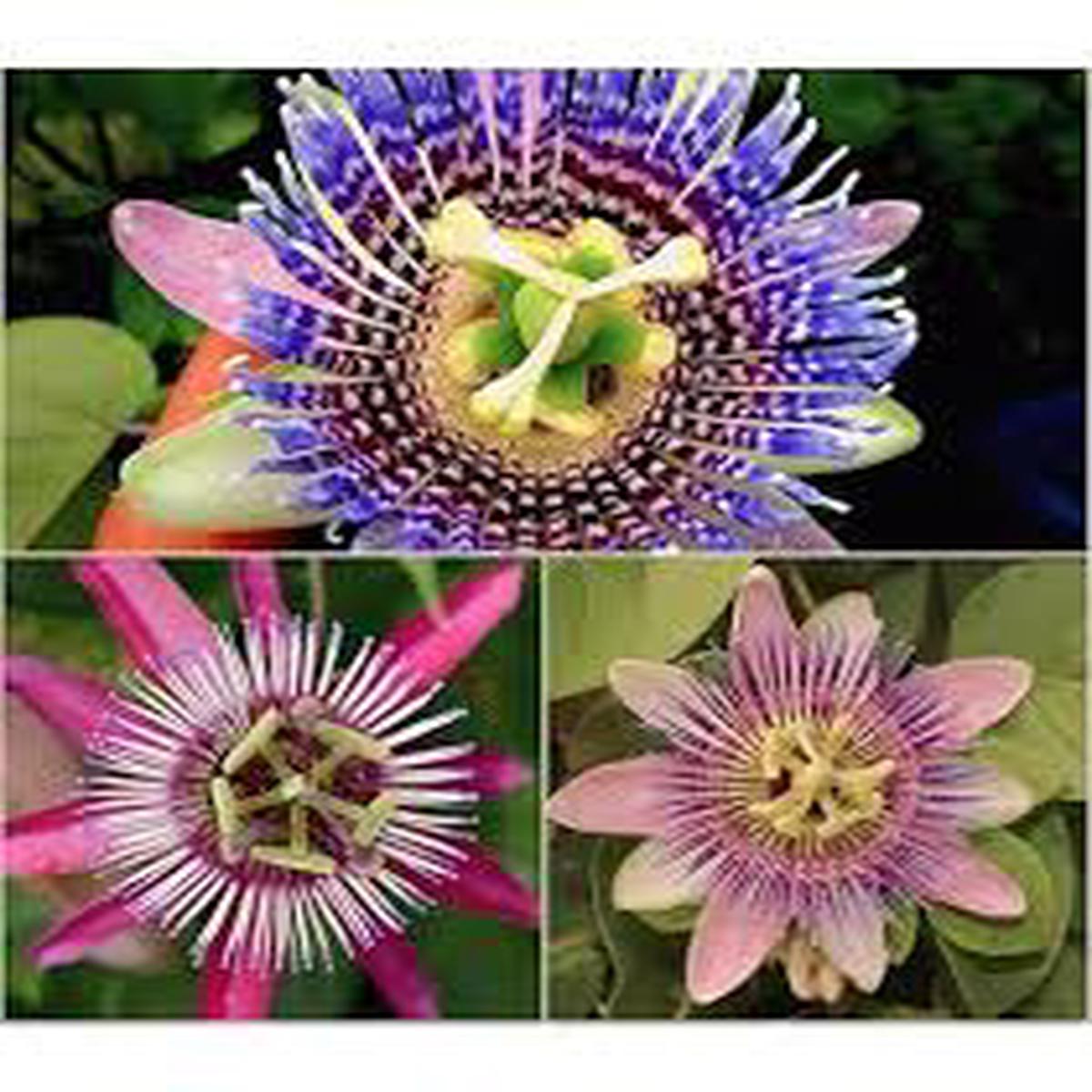 Mixed Passiflora Incarnata Flower Seeds for Planting Premium Quality, Heirloom, Non-GMO, High Germination