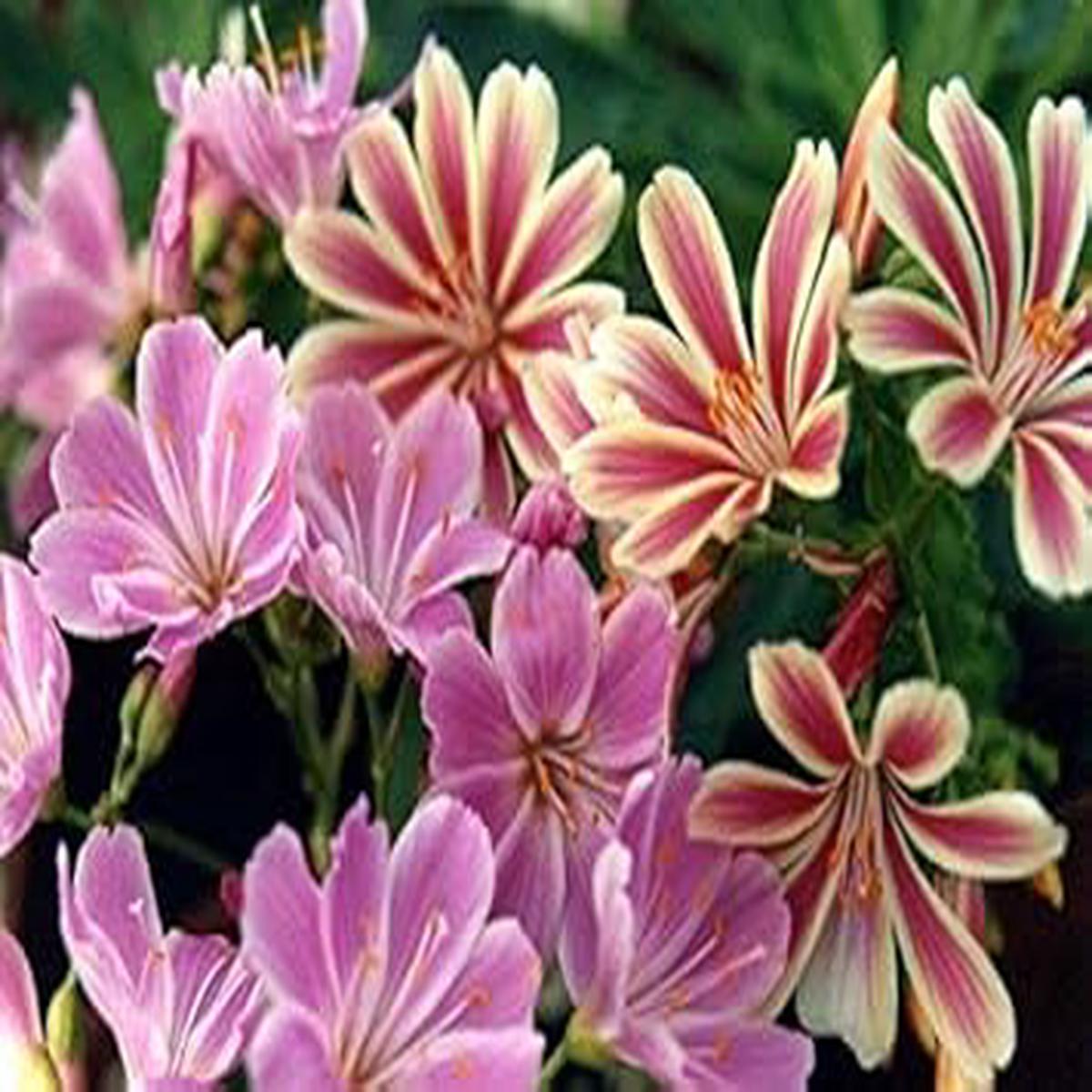 Pink Cotyledon Flower Seeds for Planting  Non-GMO, Heirloom, High Germination Seeds