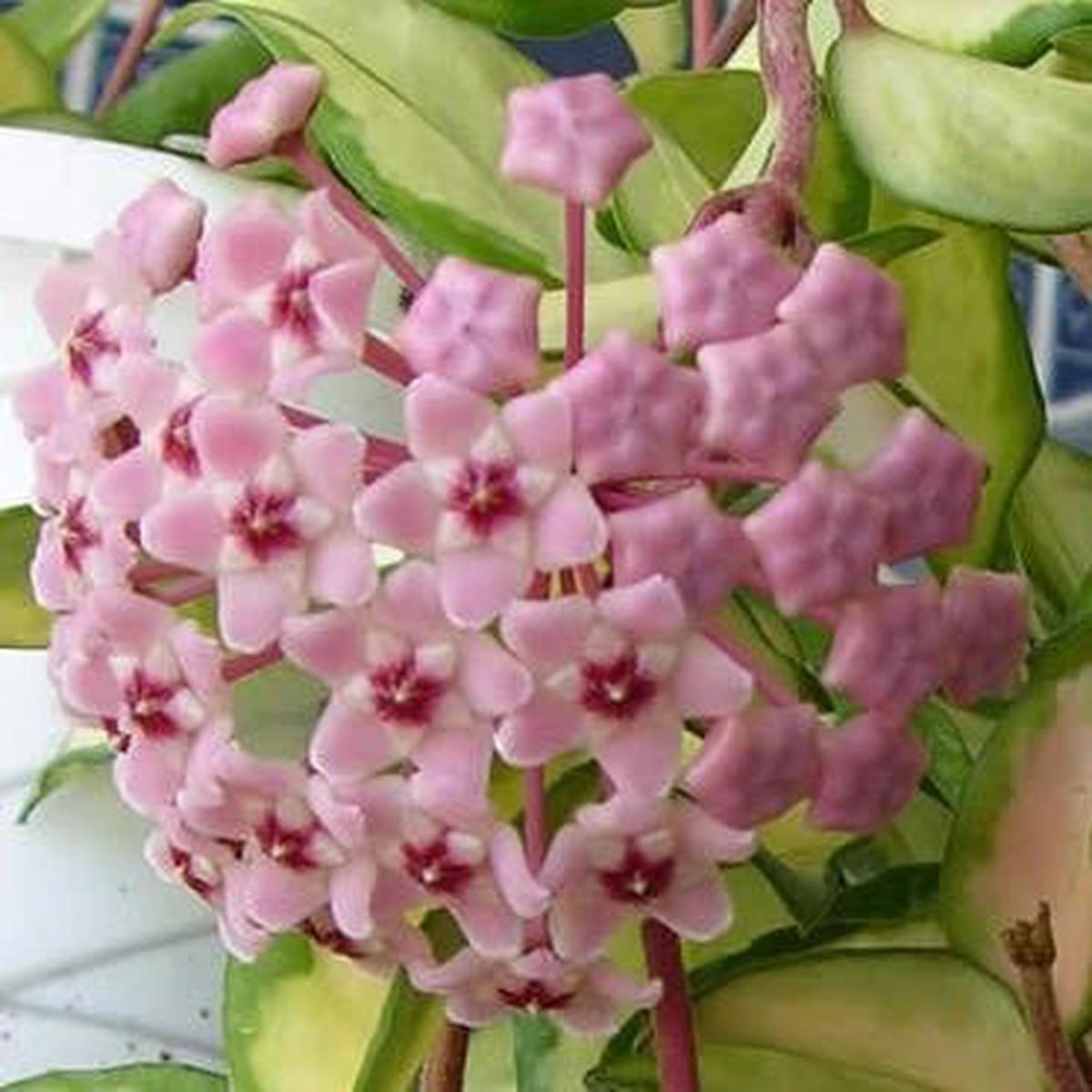 Pink Cream Hoya Carnosa Flower Seeds Heirloom, Non-GMO, High Germination Seeds for Planting